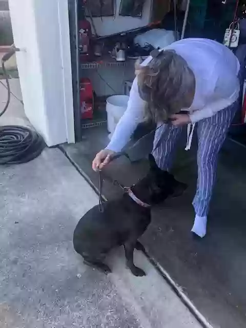Found dog in Ramona, CA, 92065
