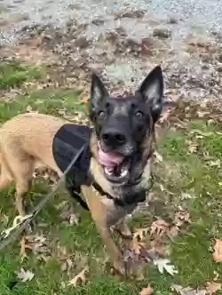 Lost dog in Wilmington, DE, 19808