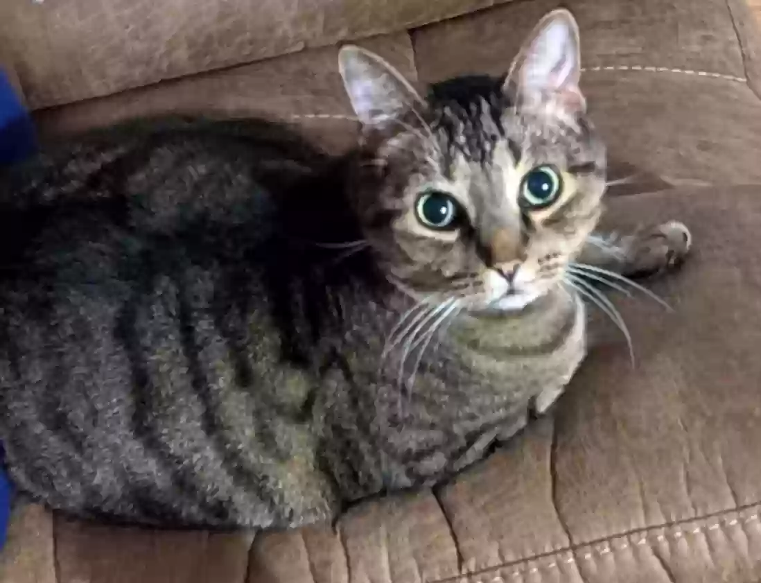 Lost cat in Raleigh, NC, 27604