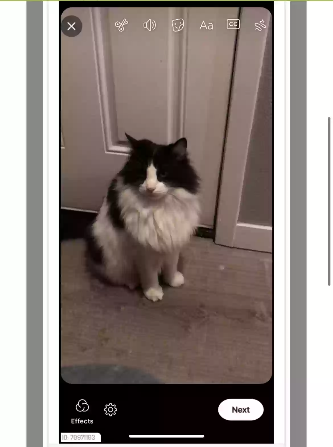 Lost cat in Beavercreek, OR, 97004