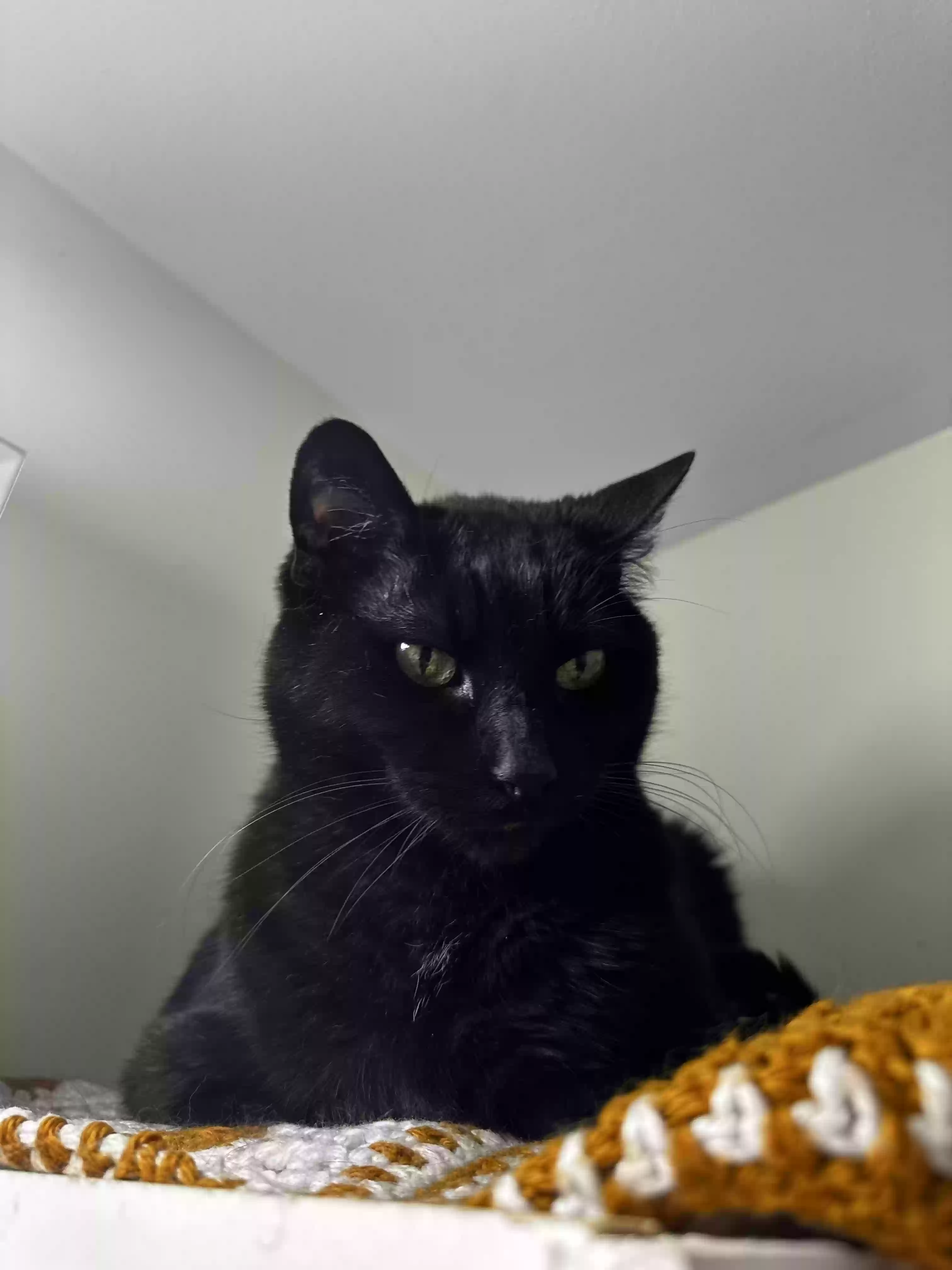 Lost cat in Brighton, MI, 48116