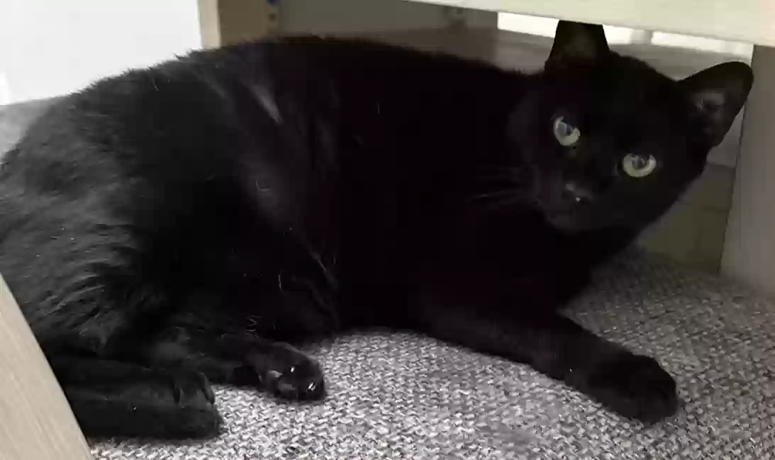 Lost cat in Crowley, TX, 76036