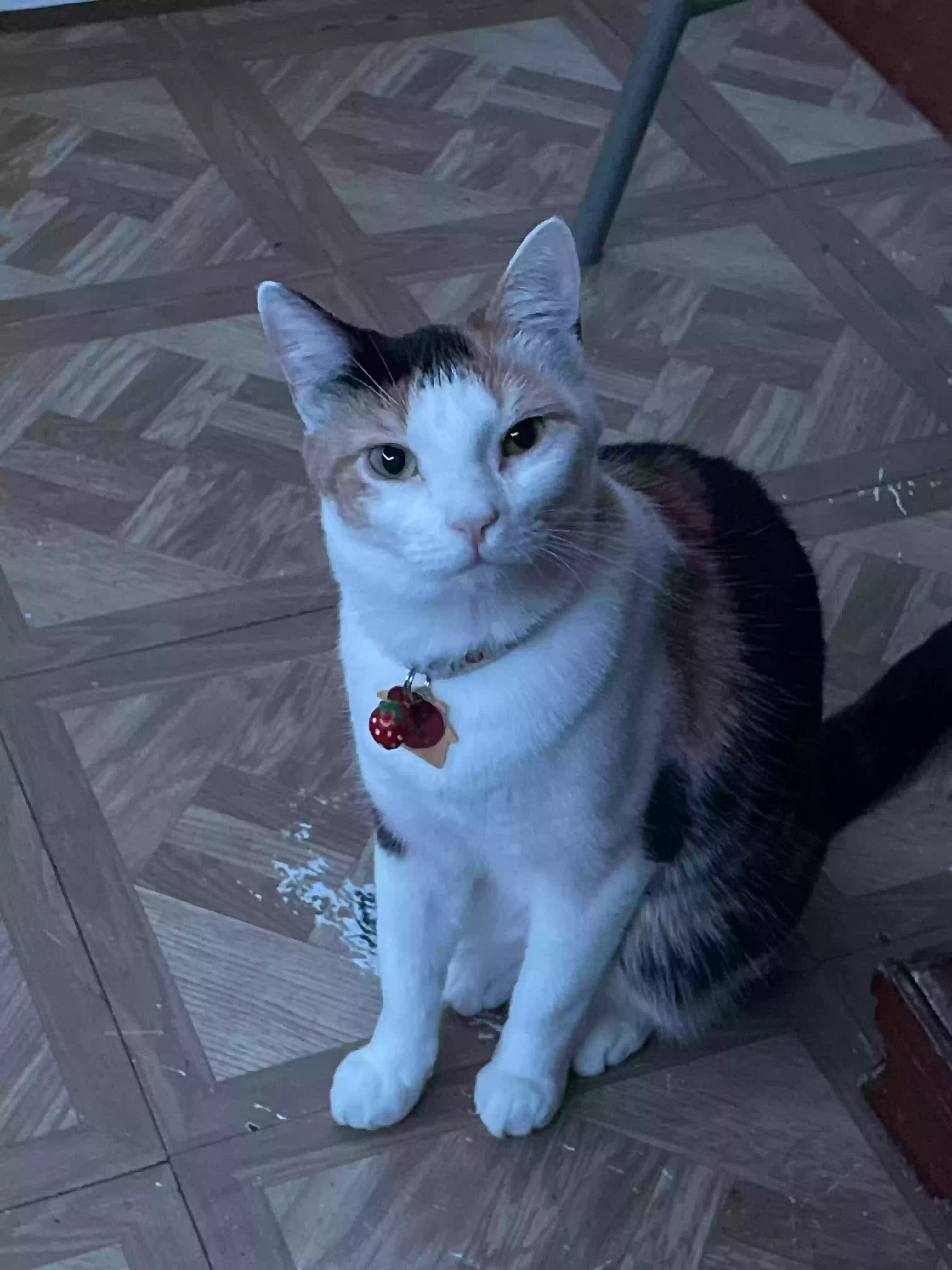 Lost cat in Richardson, TX, 75080