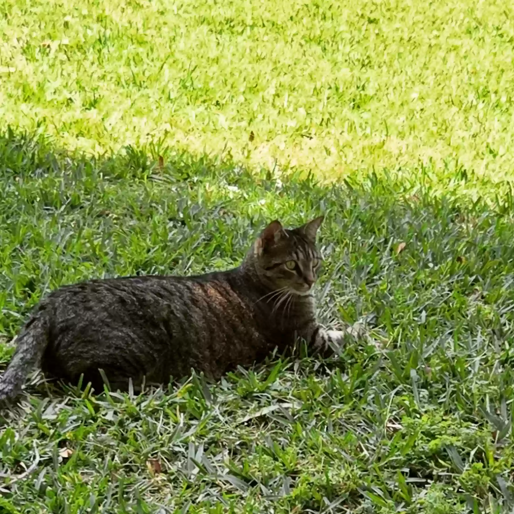 Lost cat in Naples, FL, 34110