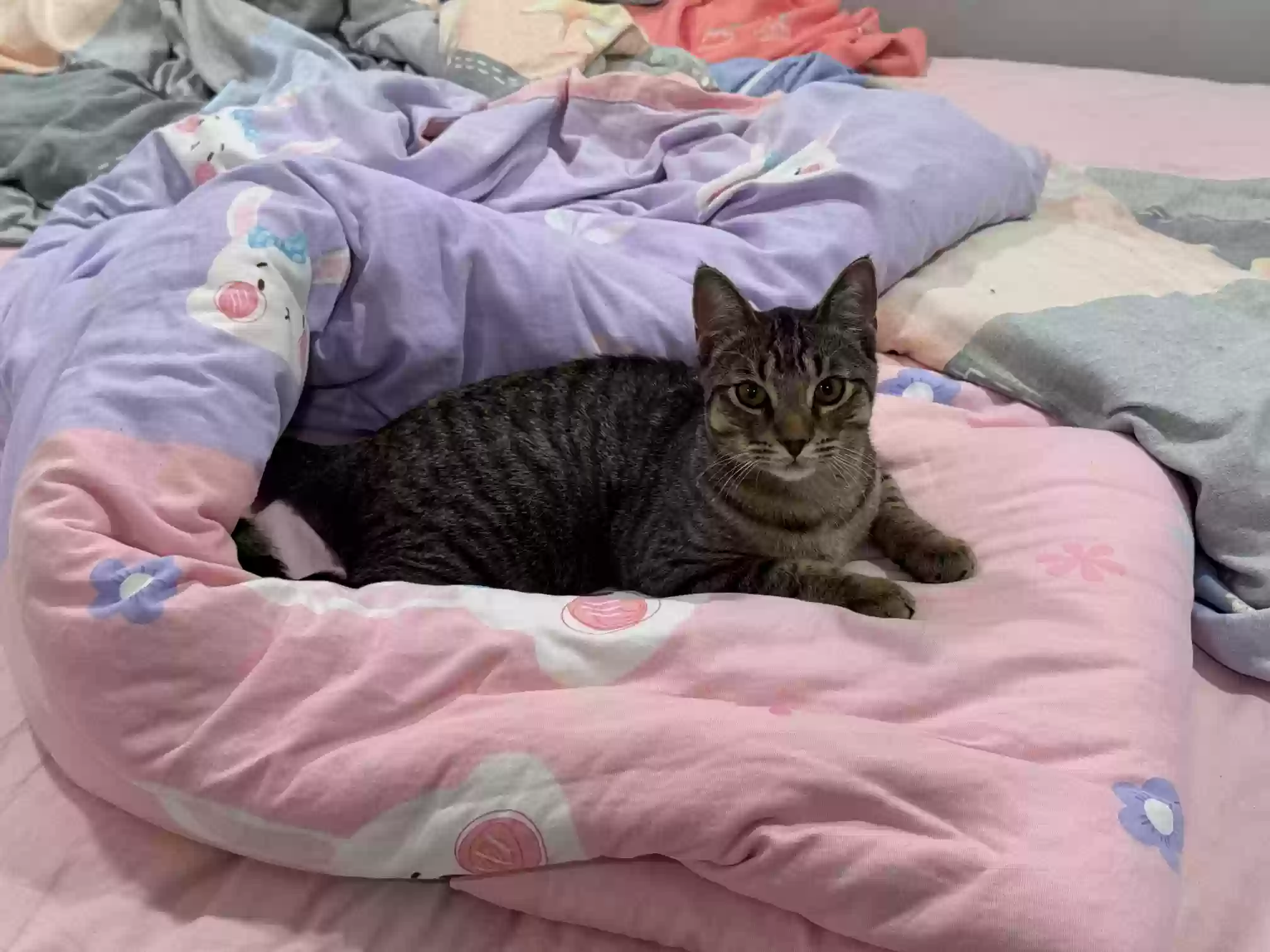Lost cat in Waban, MA, 2468