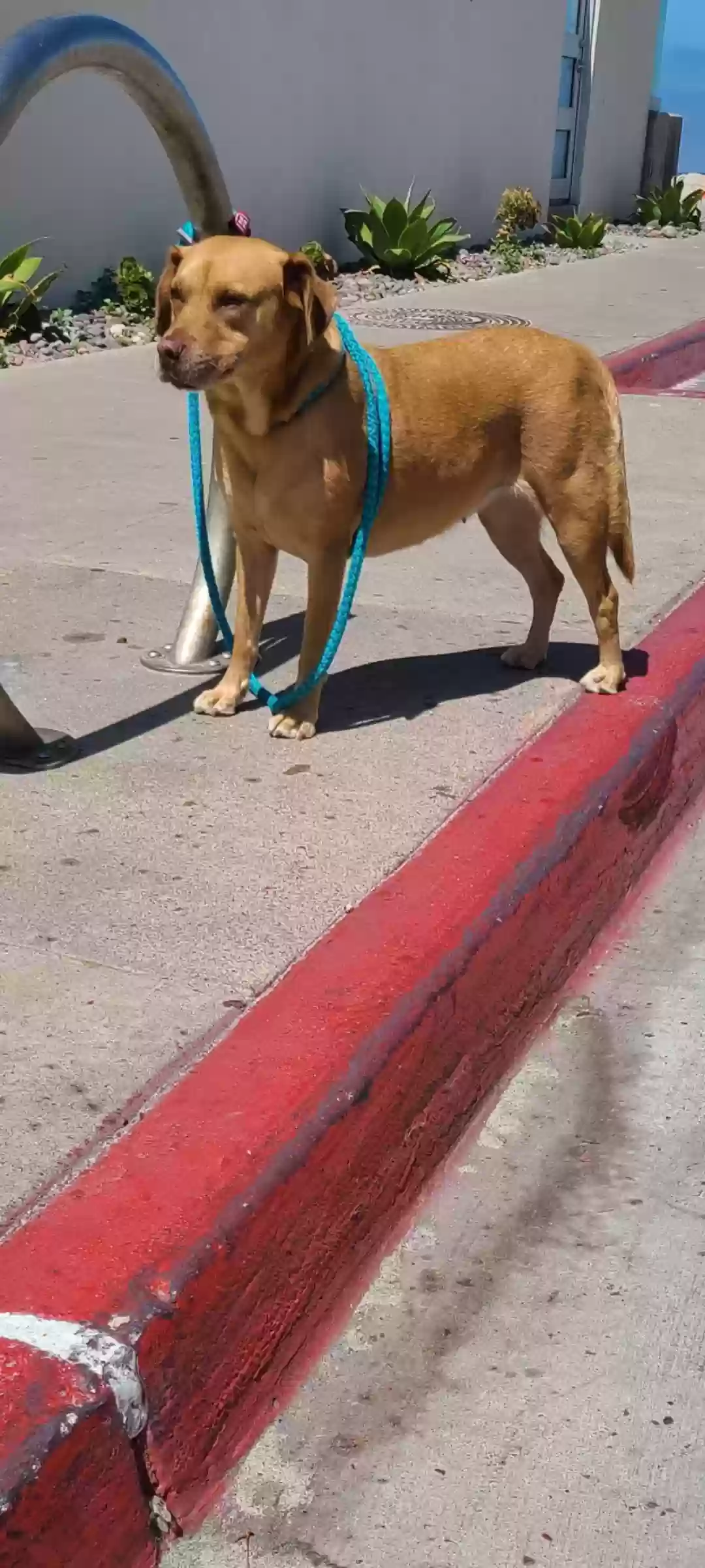 Lost dog in Imperial Beach, CA, 91932