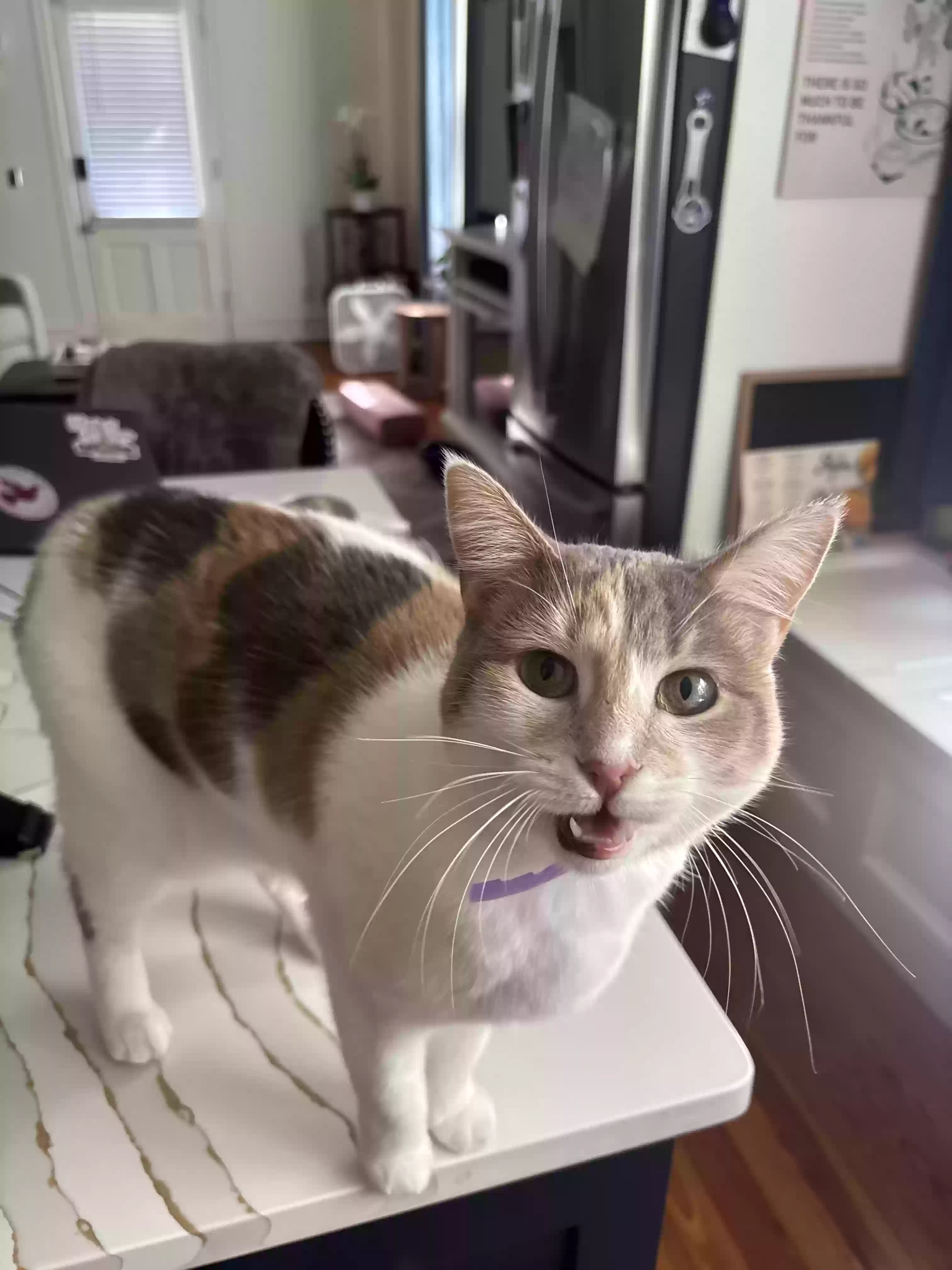 Lost cat in Cincinnati, OH, 45220