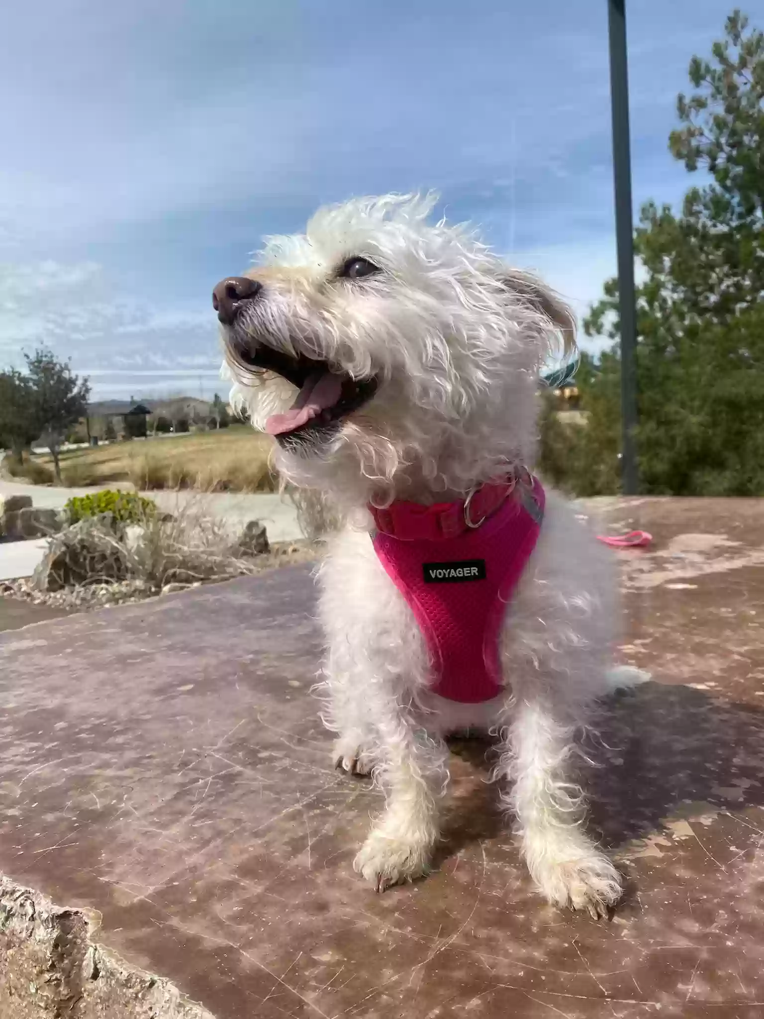 Lost dog in Las Vegas, NV, 89139