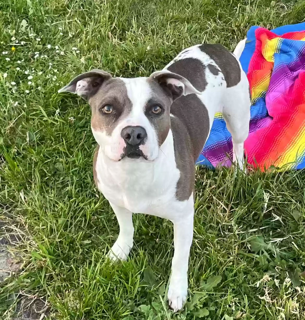 Lost dog in Longview, WA, 98632