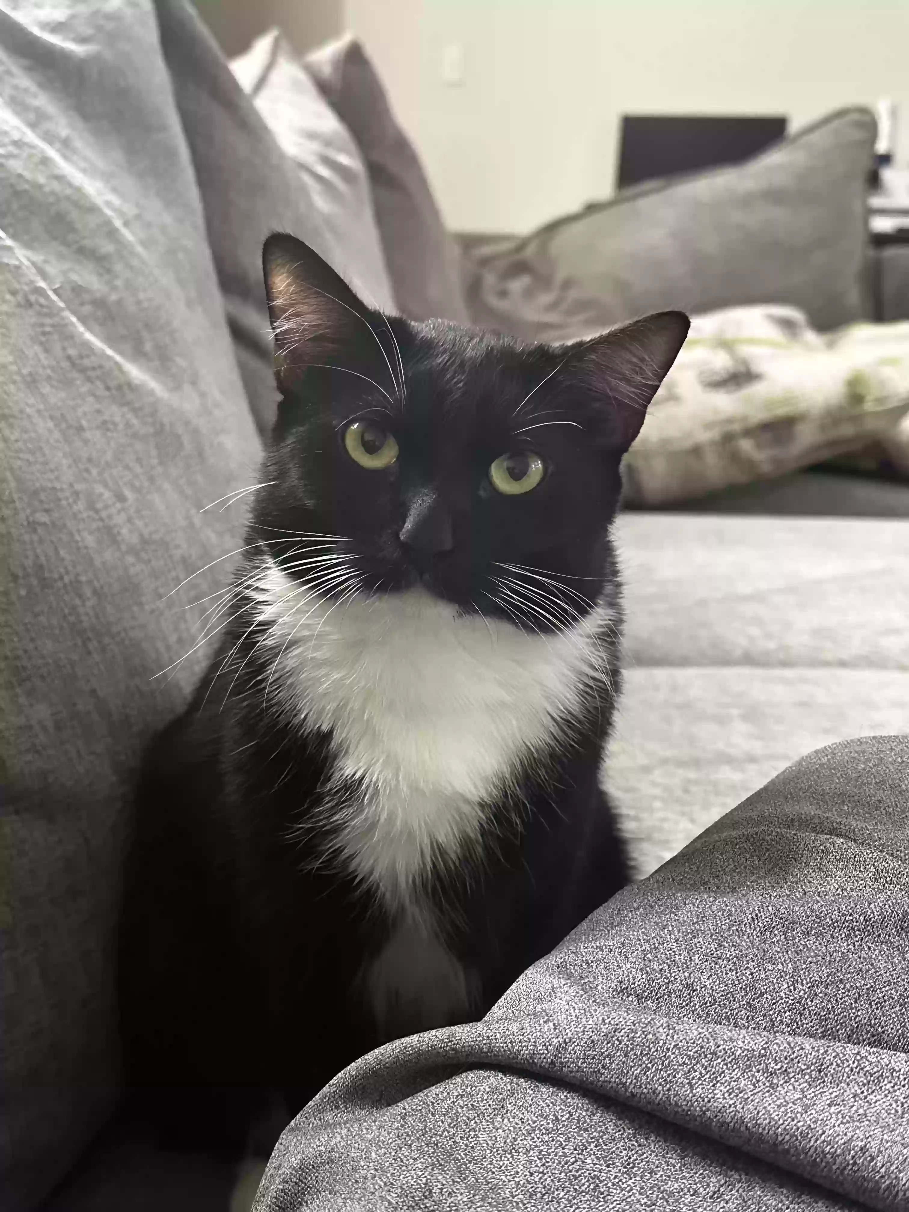 Lost cat in Killeen, TX, 76542