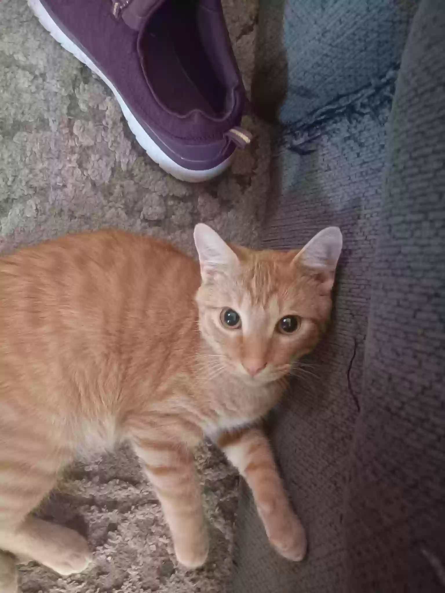 Lost cat in Fort Worth, TX, 76120