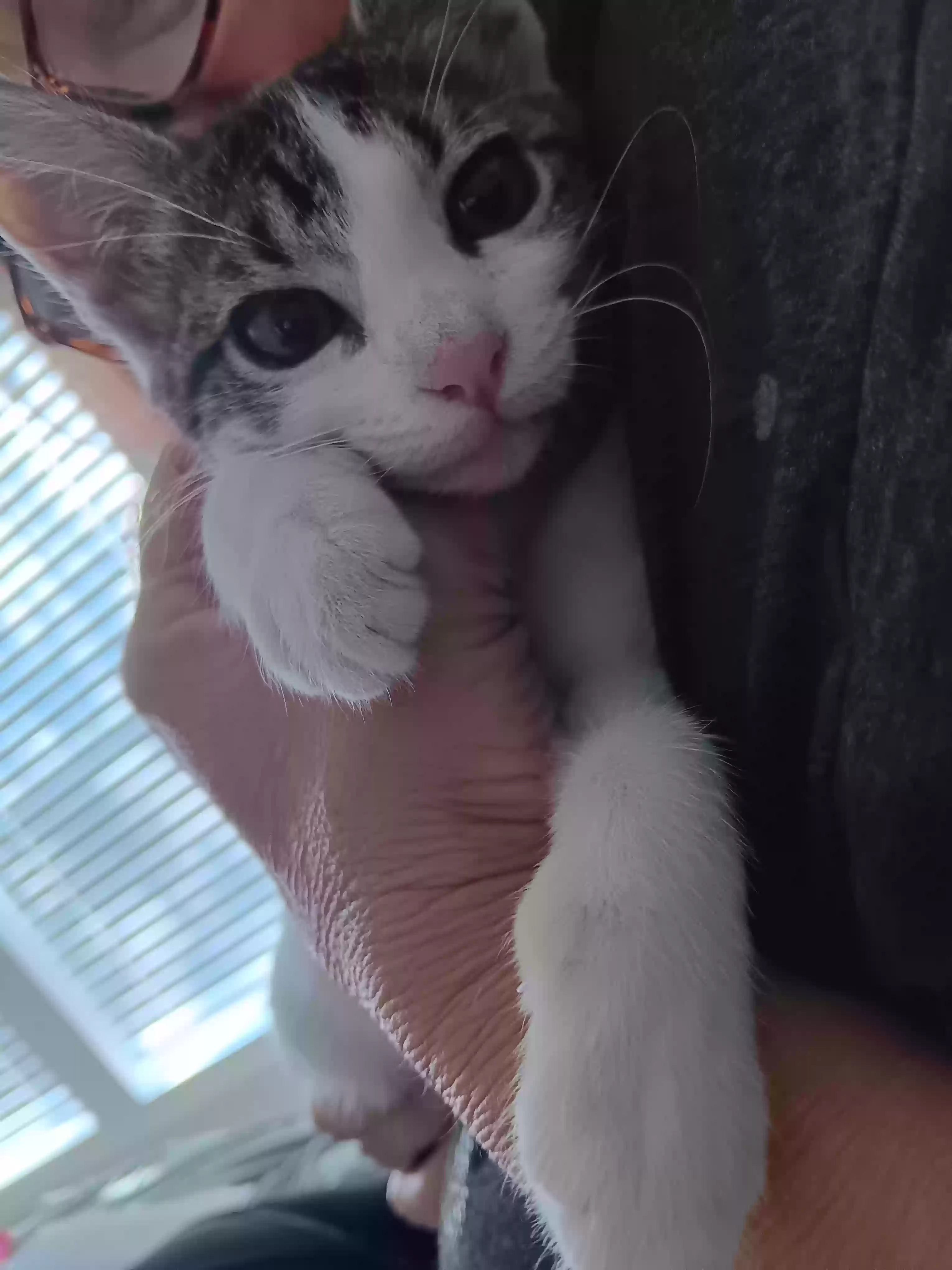Lost cat in Mc Gregor, TX, 76657