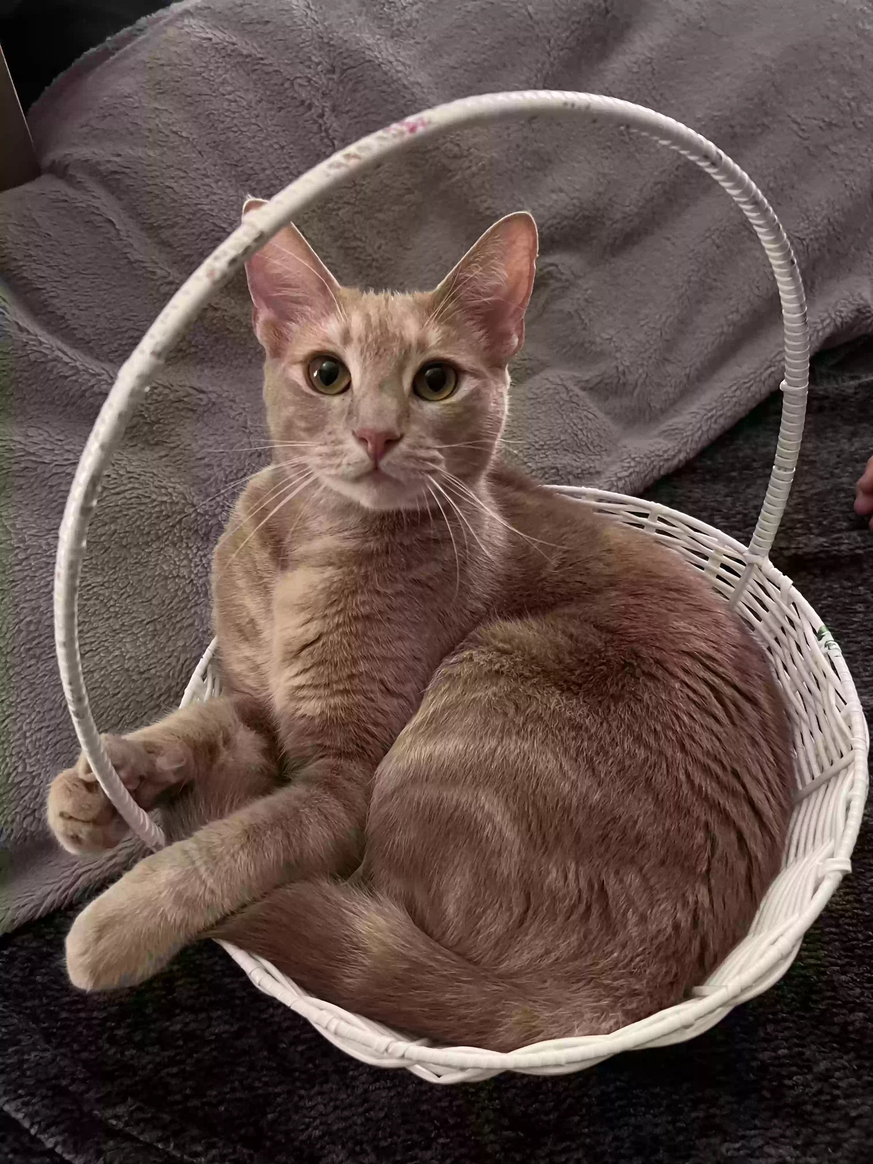 Lost cat in Pacoima, CA, 91331