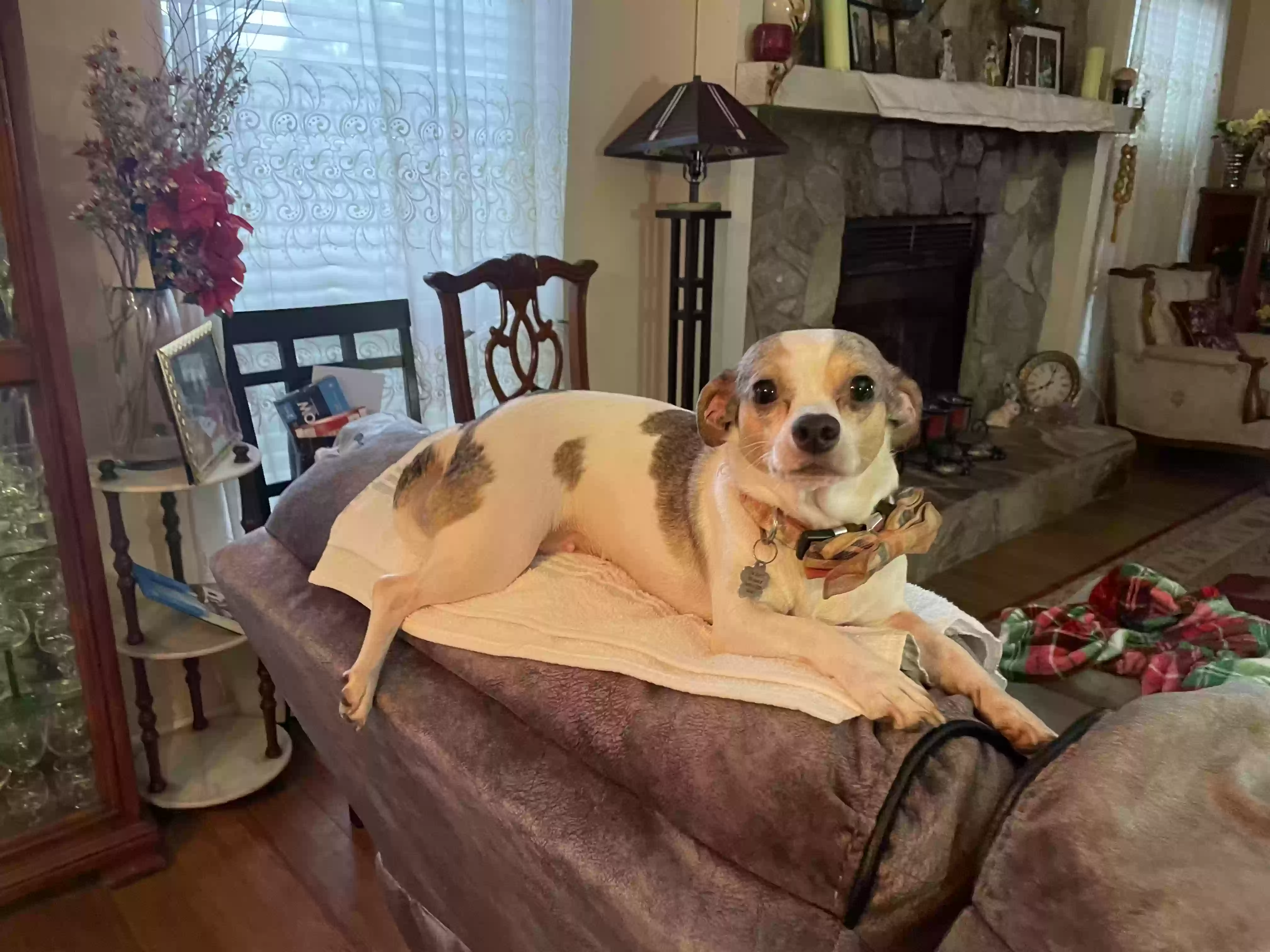 Lost dog in Hudson, NC, 28638