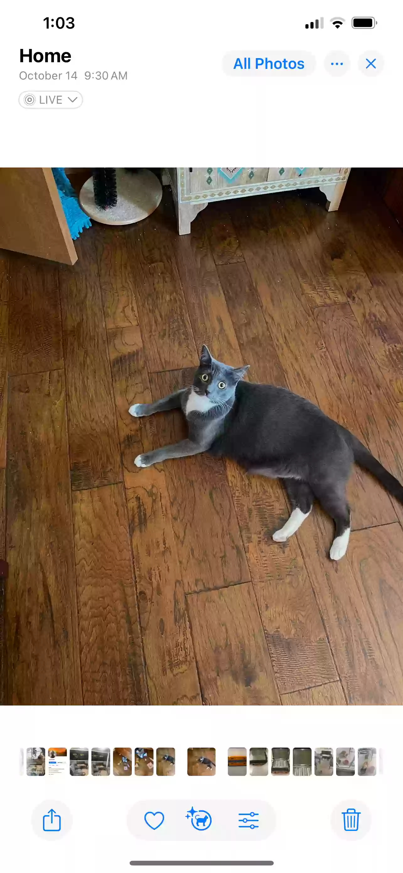 Lost cat in Yukon, OK, 73099