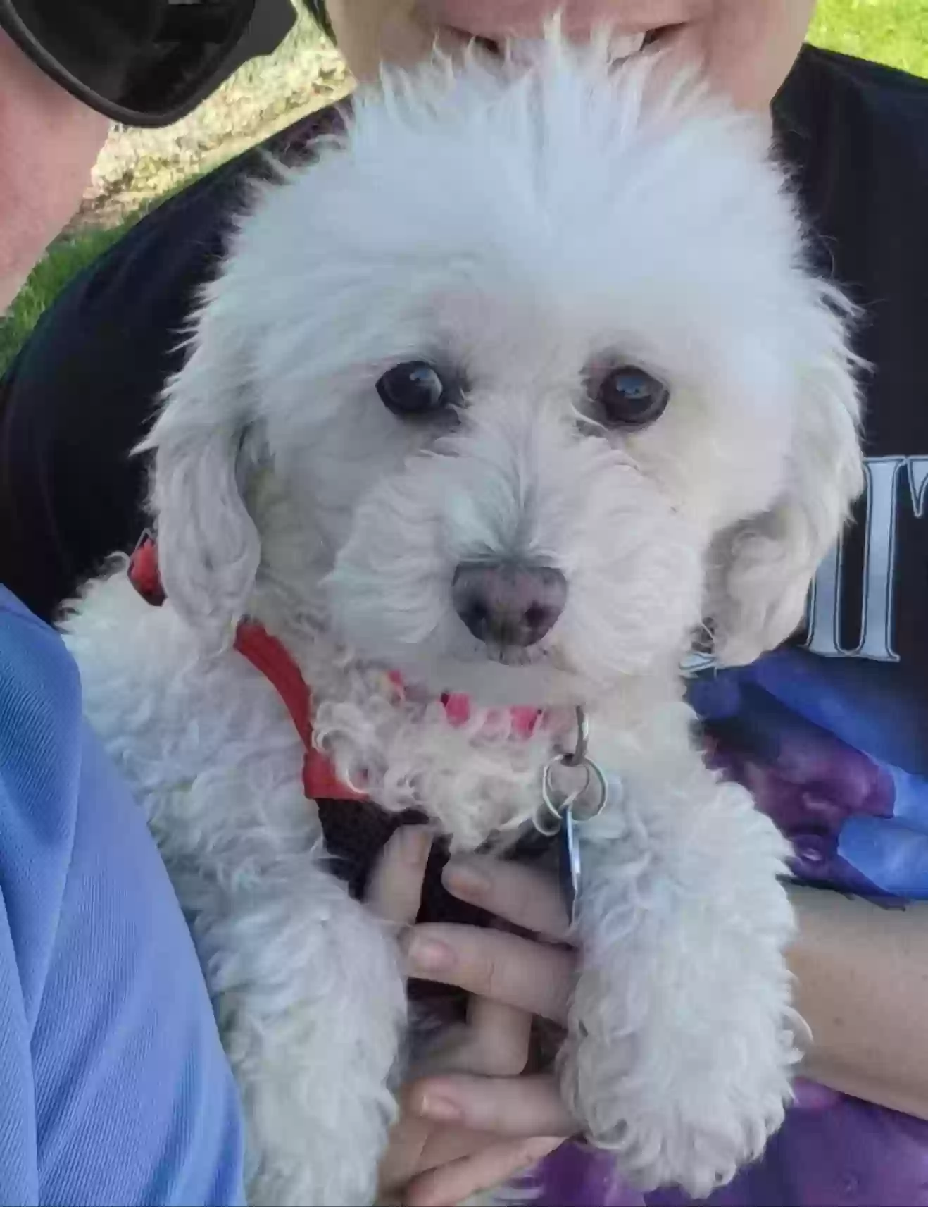 Lost dog in Emmett, ID, 83617