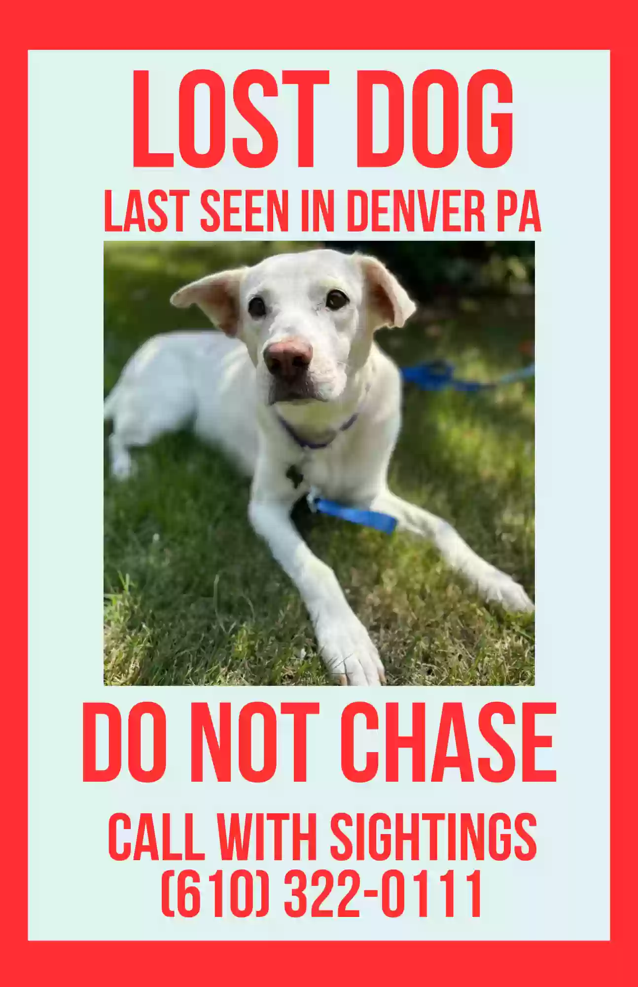Lost dog in Denver, PA, 17517