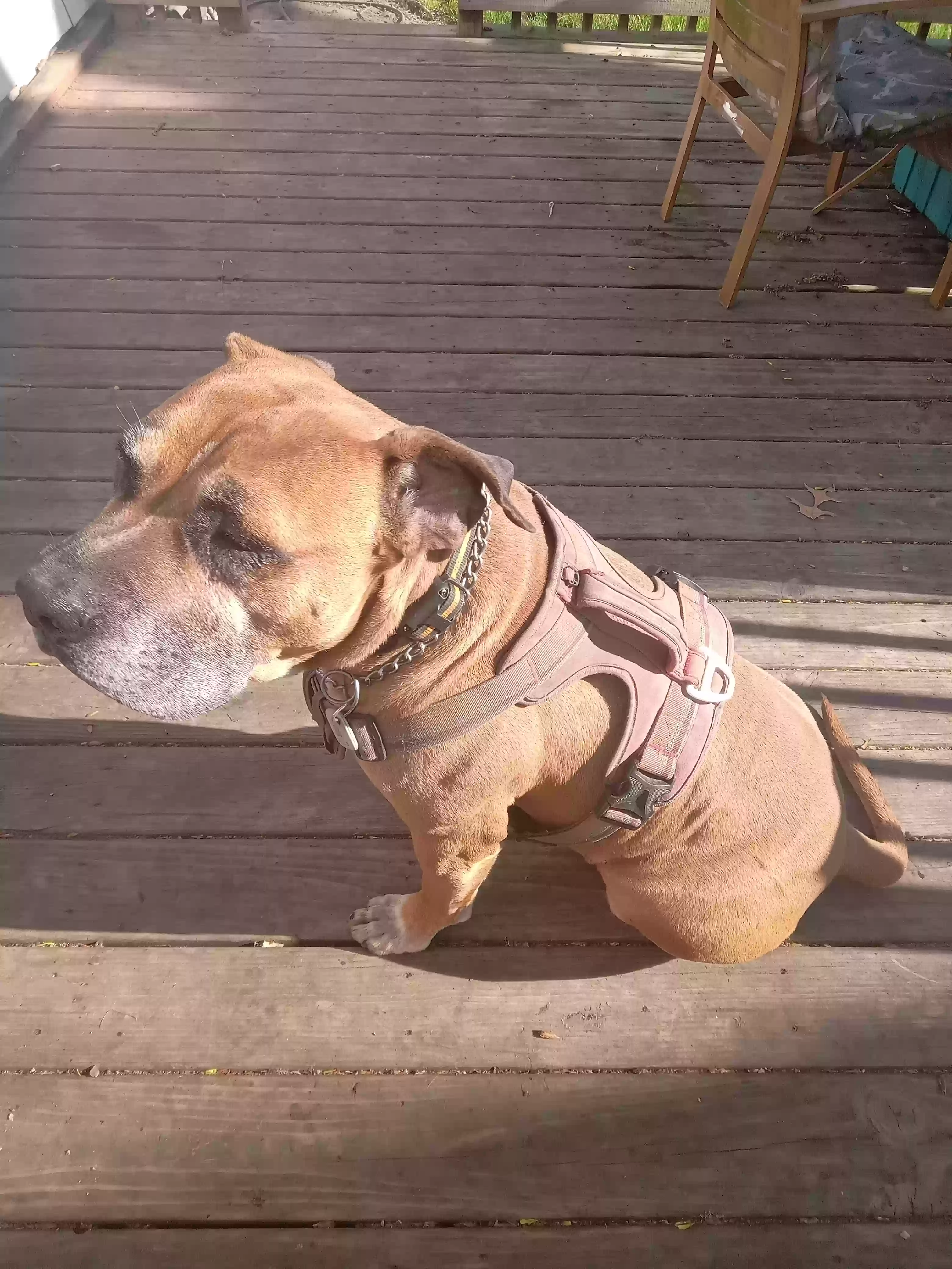 Lost dog in Gary, IN, 46409