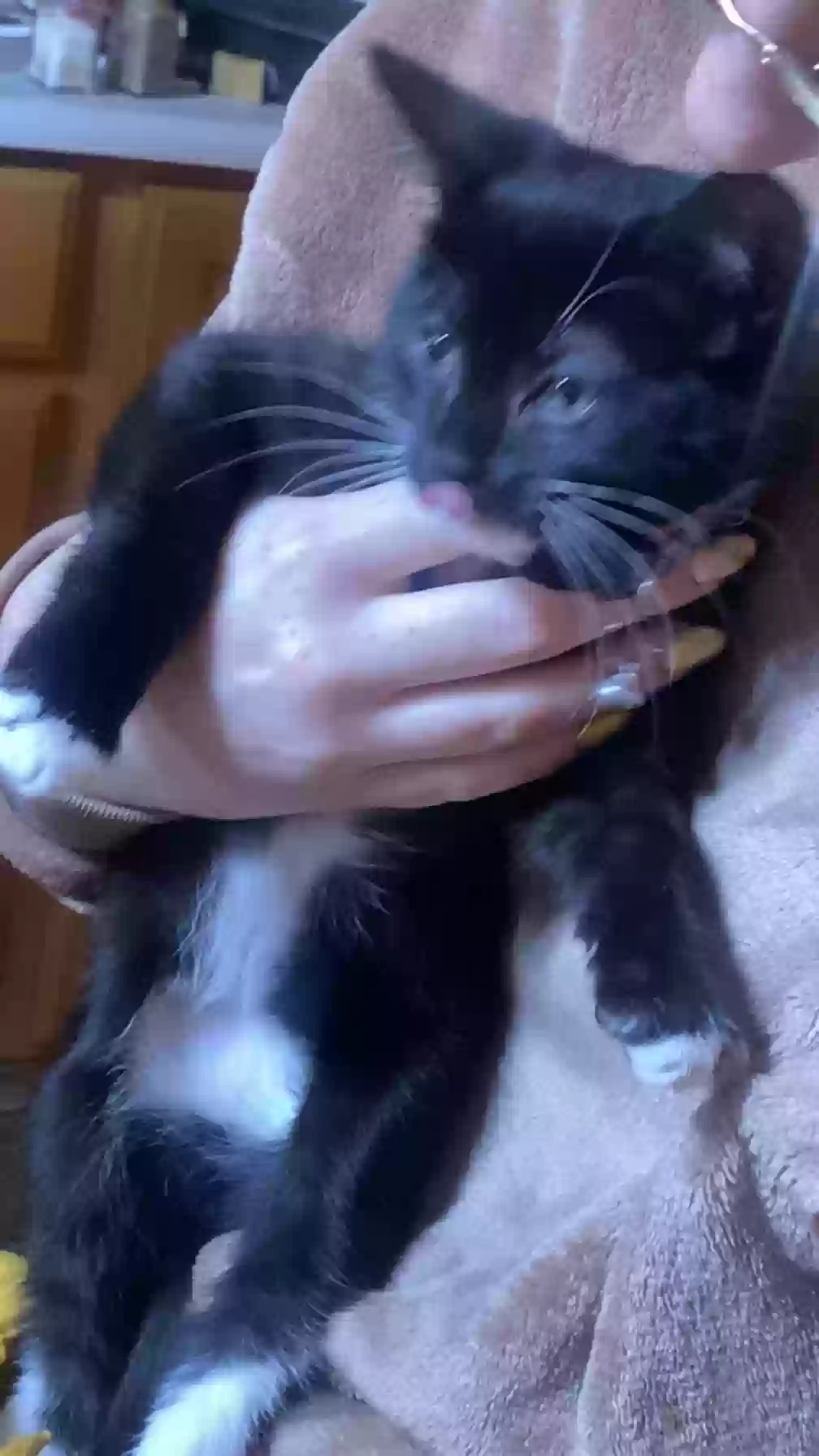 Lost cat in Salt Lake City, UT, 84123