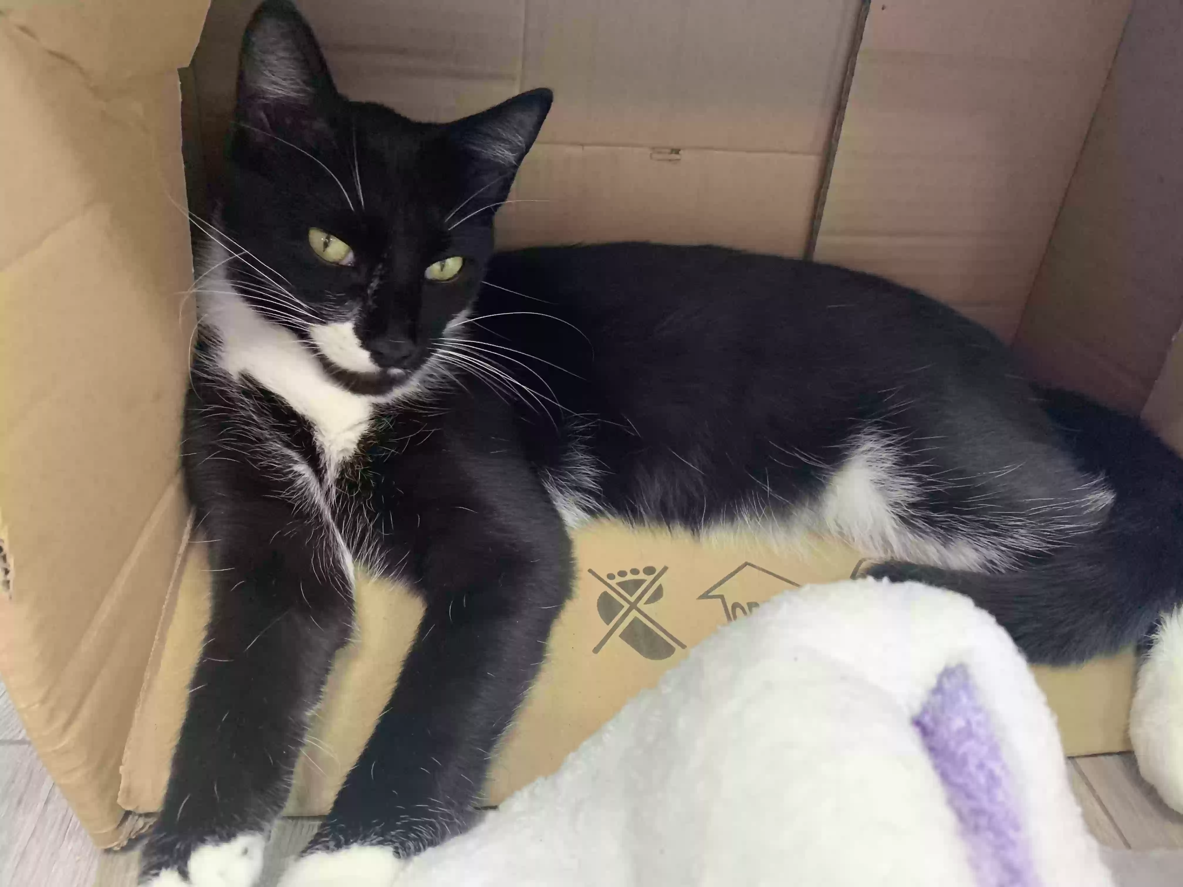 Lost cat in Naples, FL, 34104