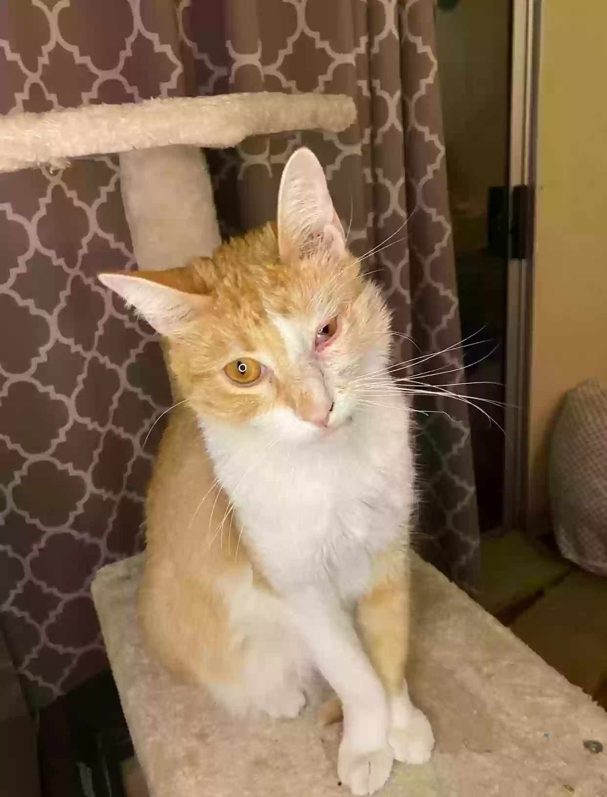 Lost cat in Fairfield, CA, 94533