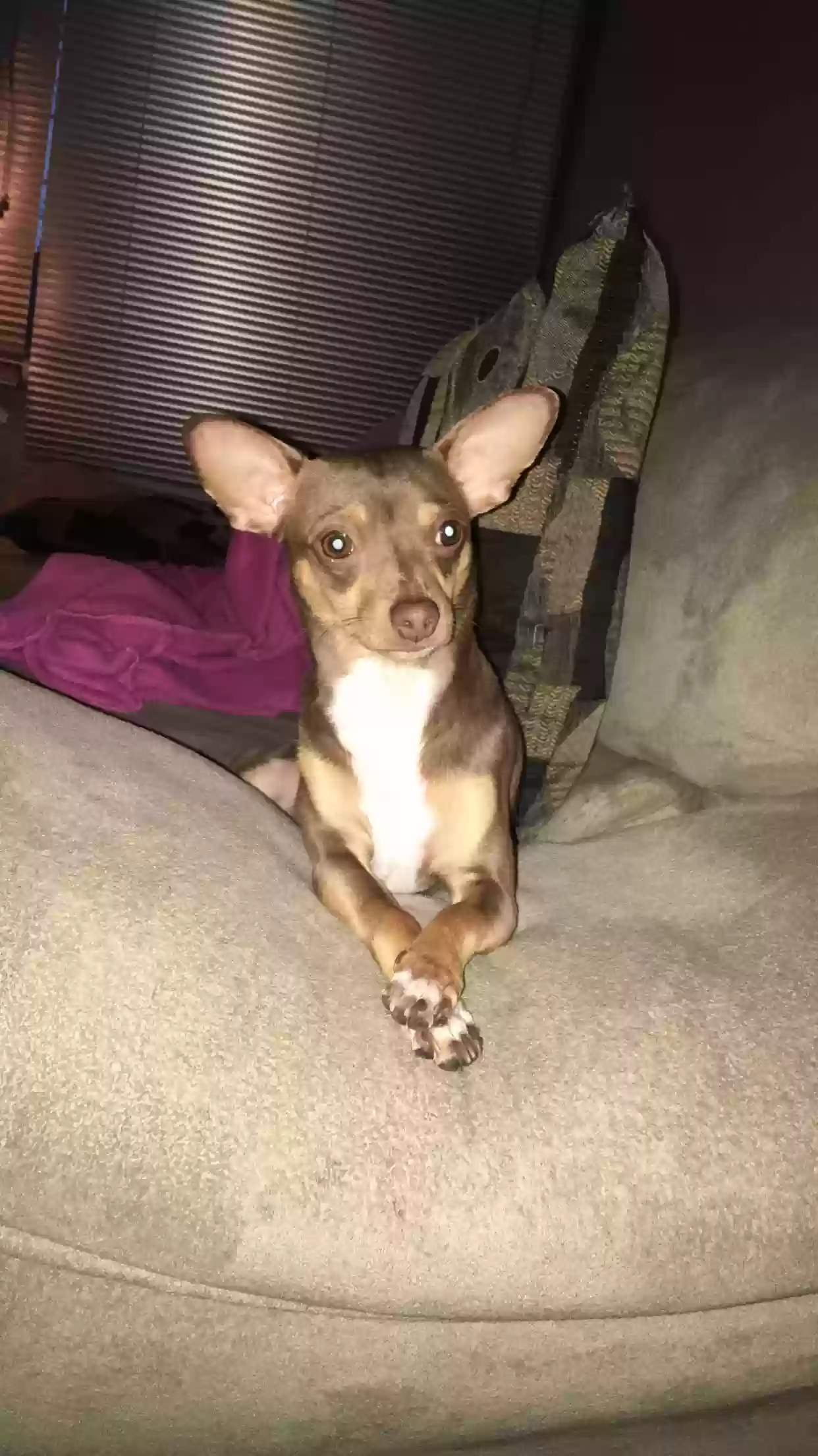 Lost dog in Edmond, OK, 73013