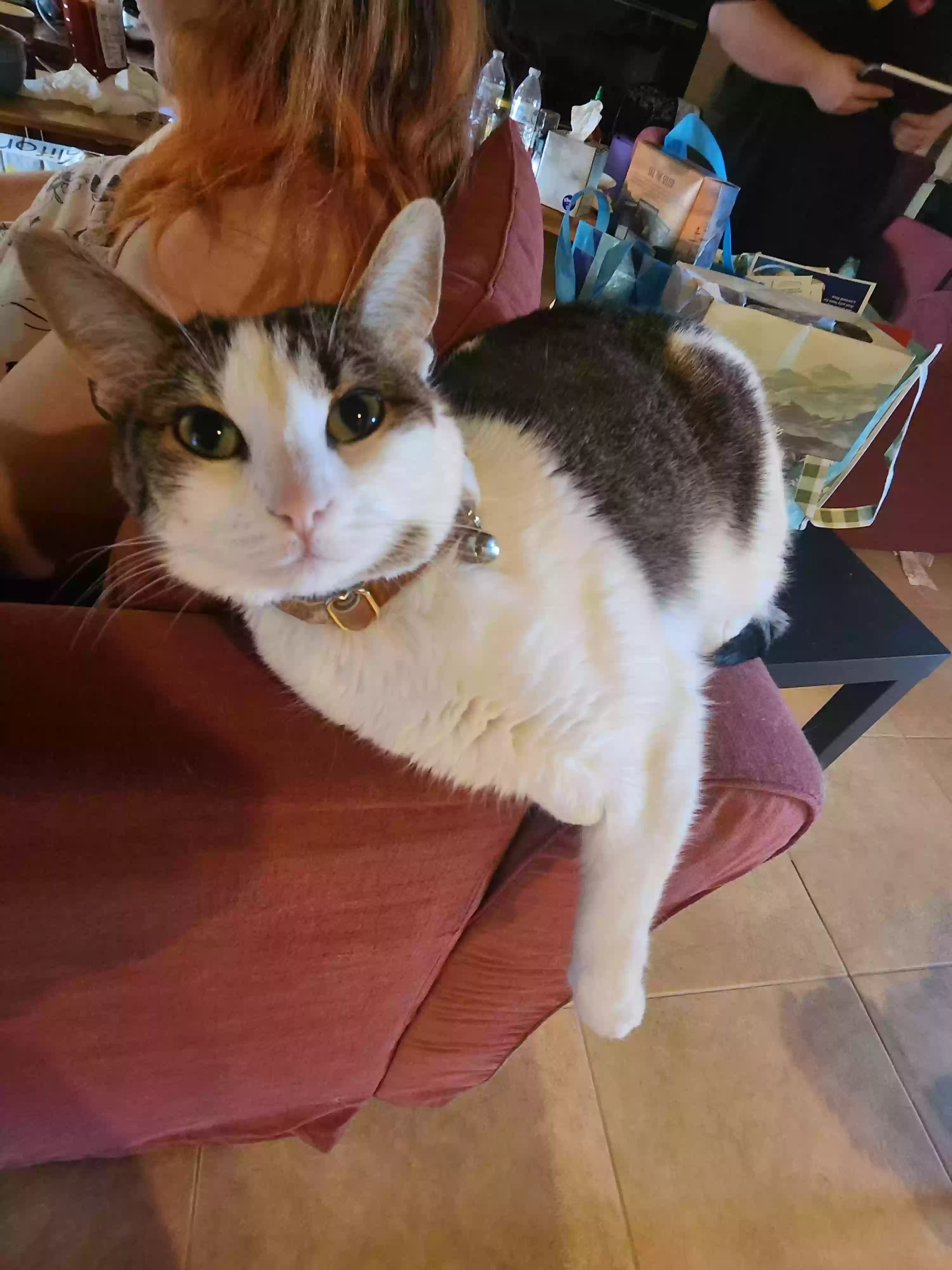 Lost cat in Las Vegas, NV, 89135