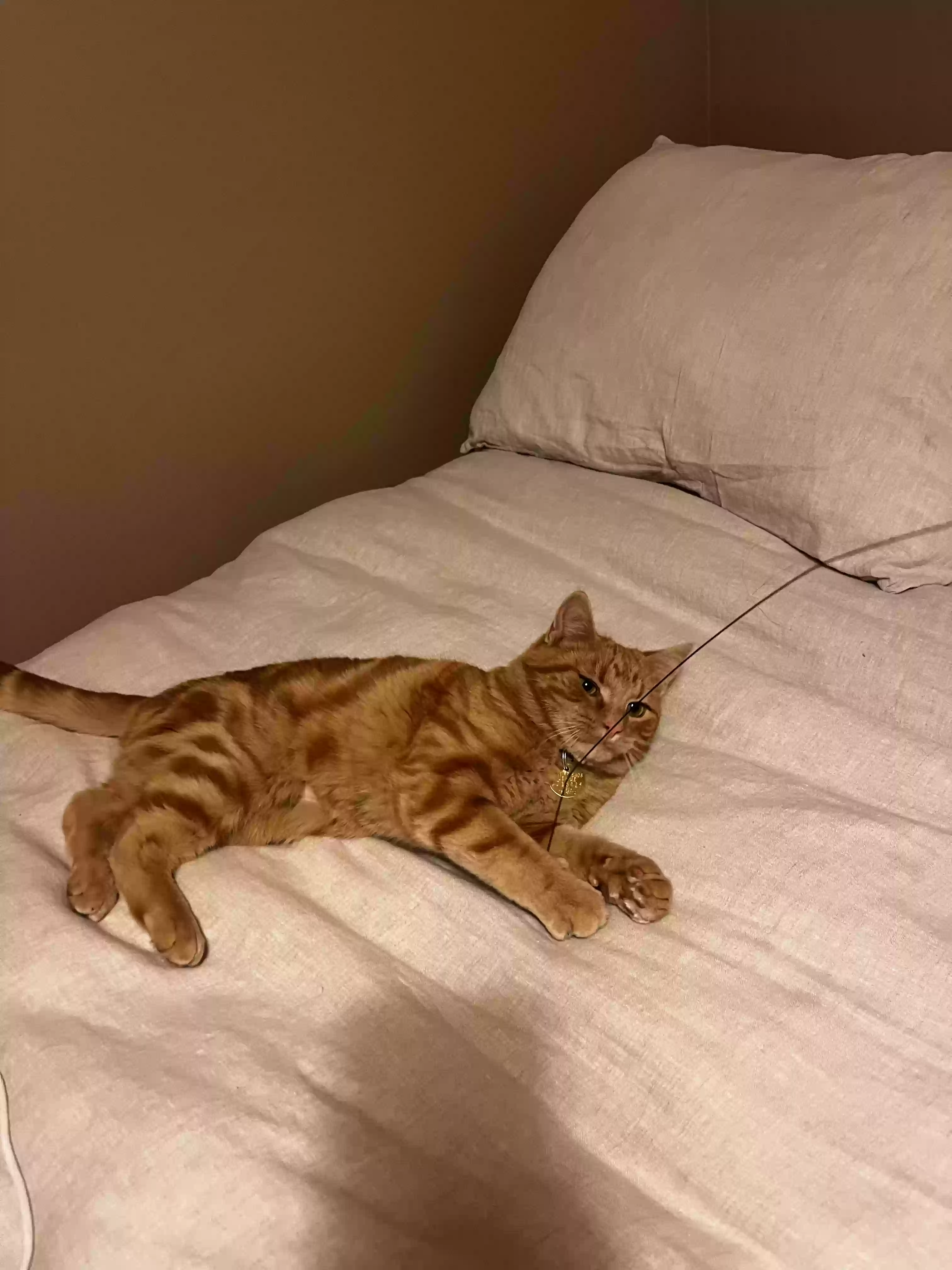 Lost cat in Denver, CO, 80210