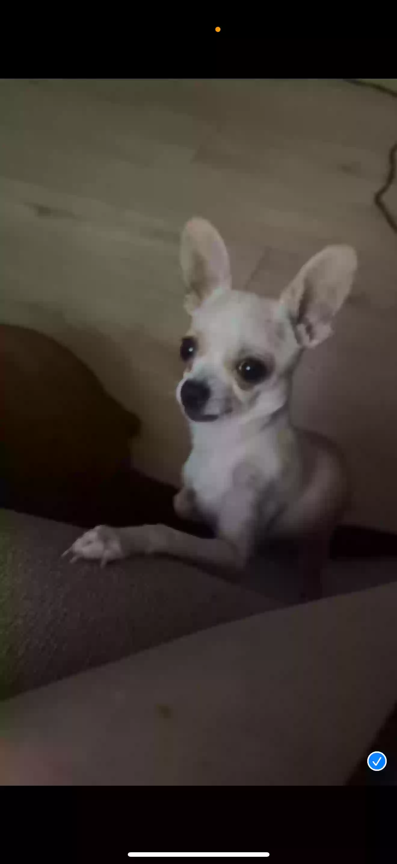 Lost dog in Tampa, FL, 33614