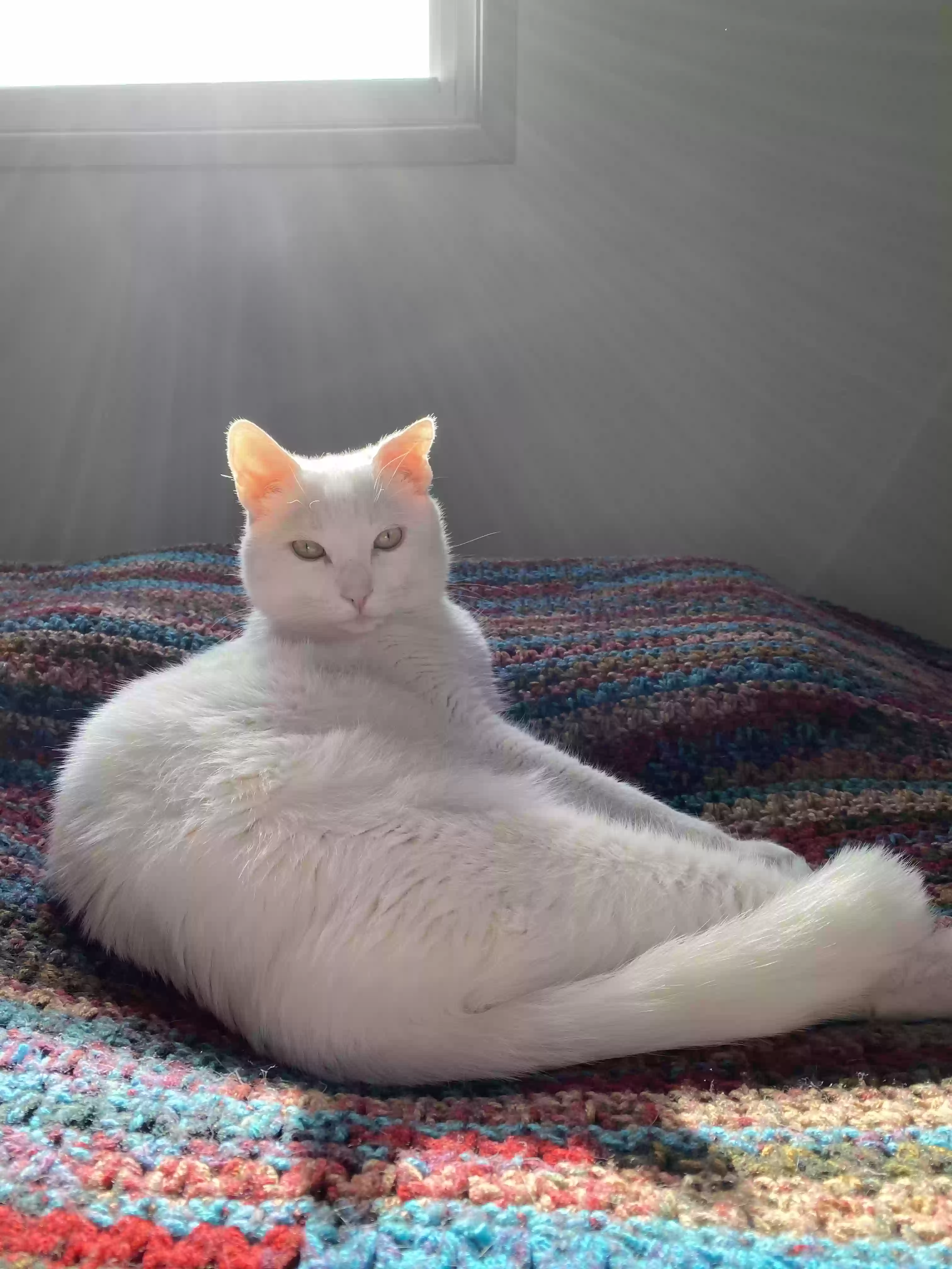 Lost cat in Bloomington, IN, 47404