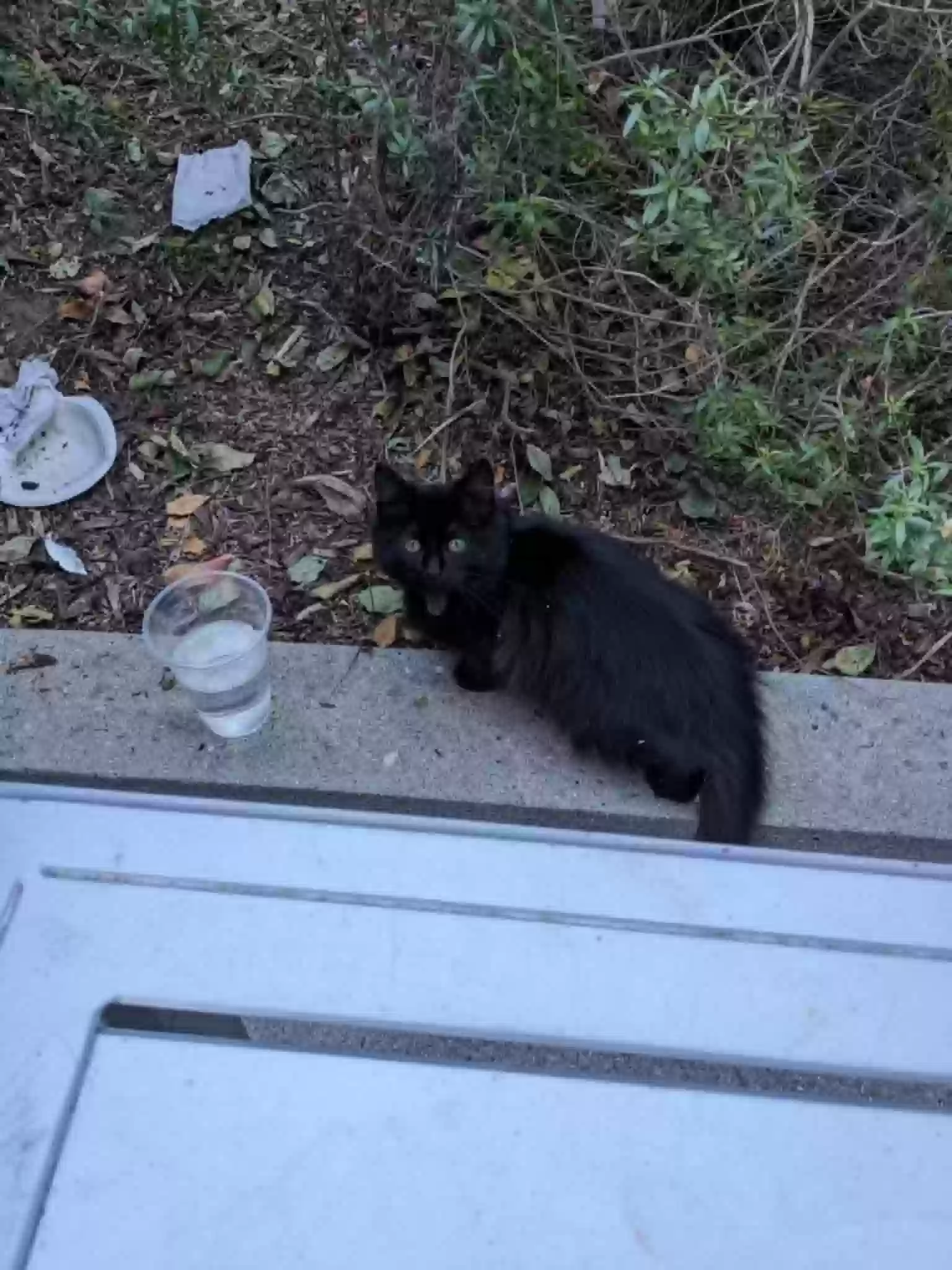Found cat in Irvine, CA, 92617