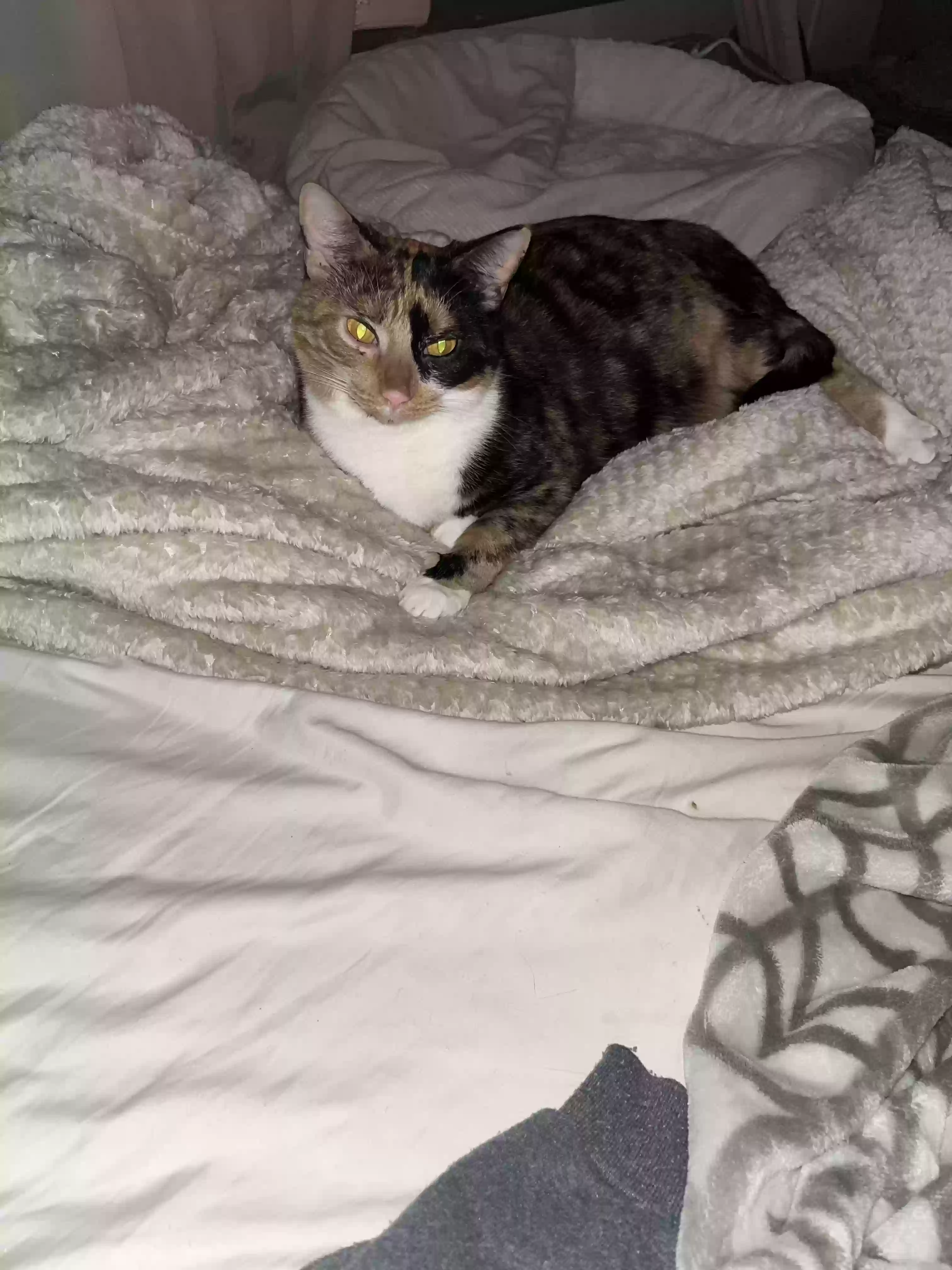 Lost cat in Kenosha, WI, 53142