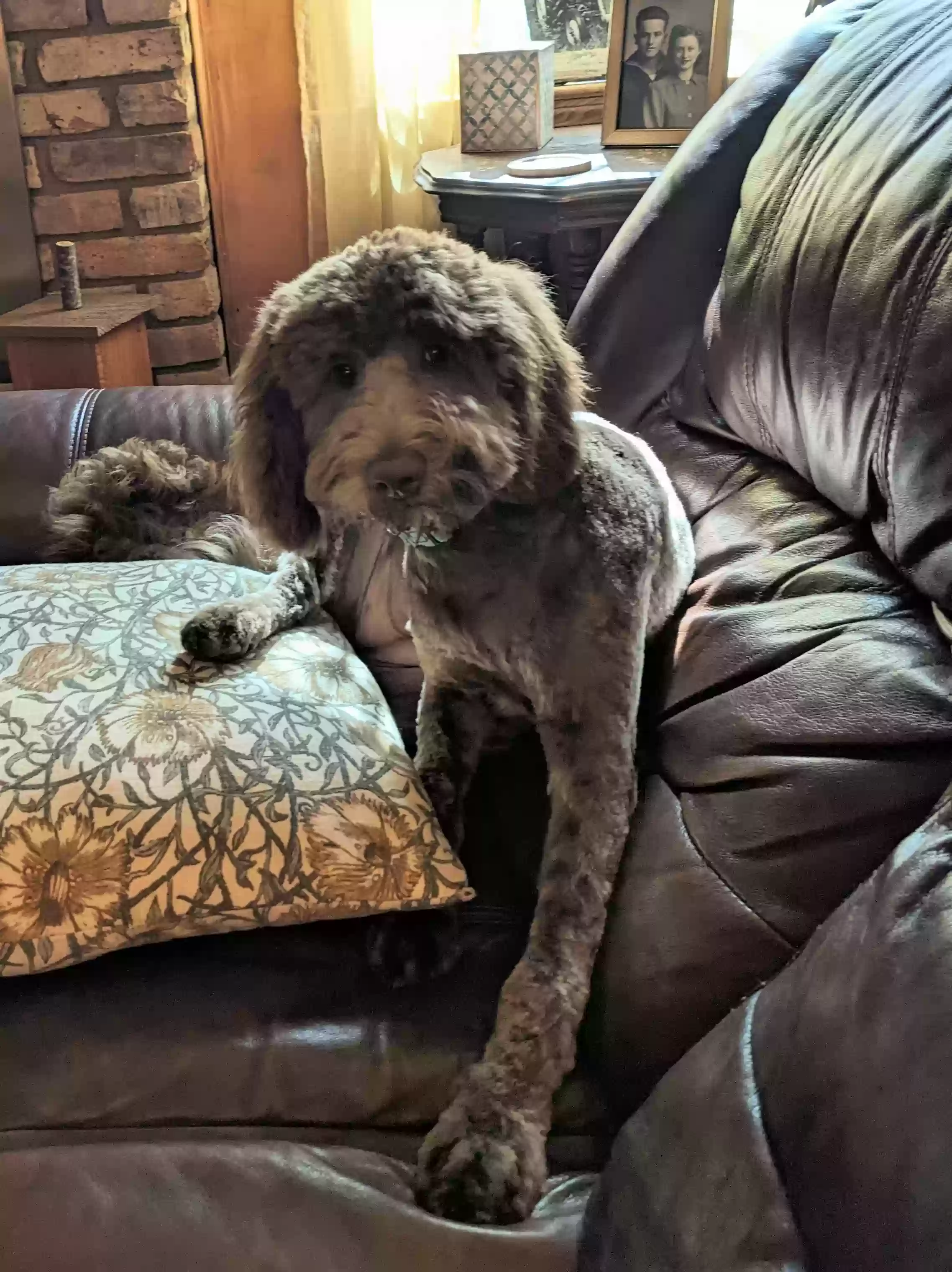 Lost dog in Memphis, TN, 38134