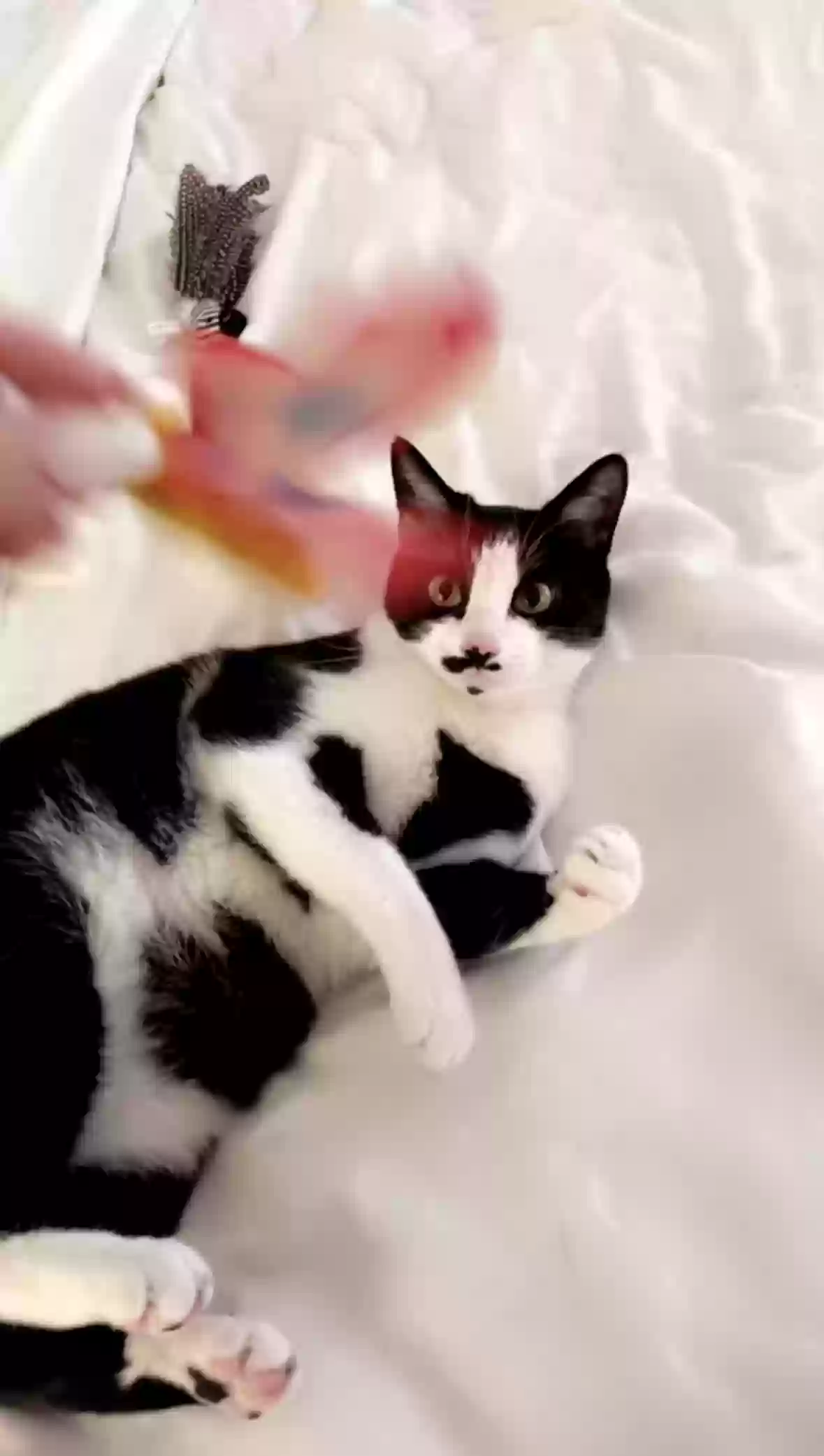 Lost cat in Jackson, MS, 39212