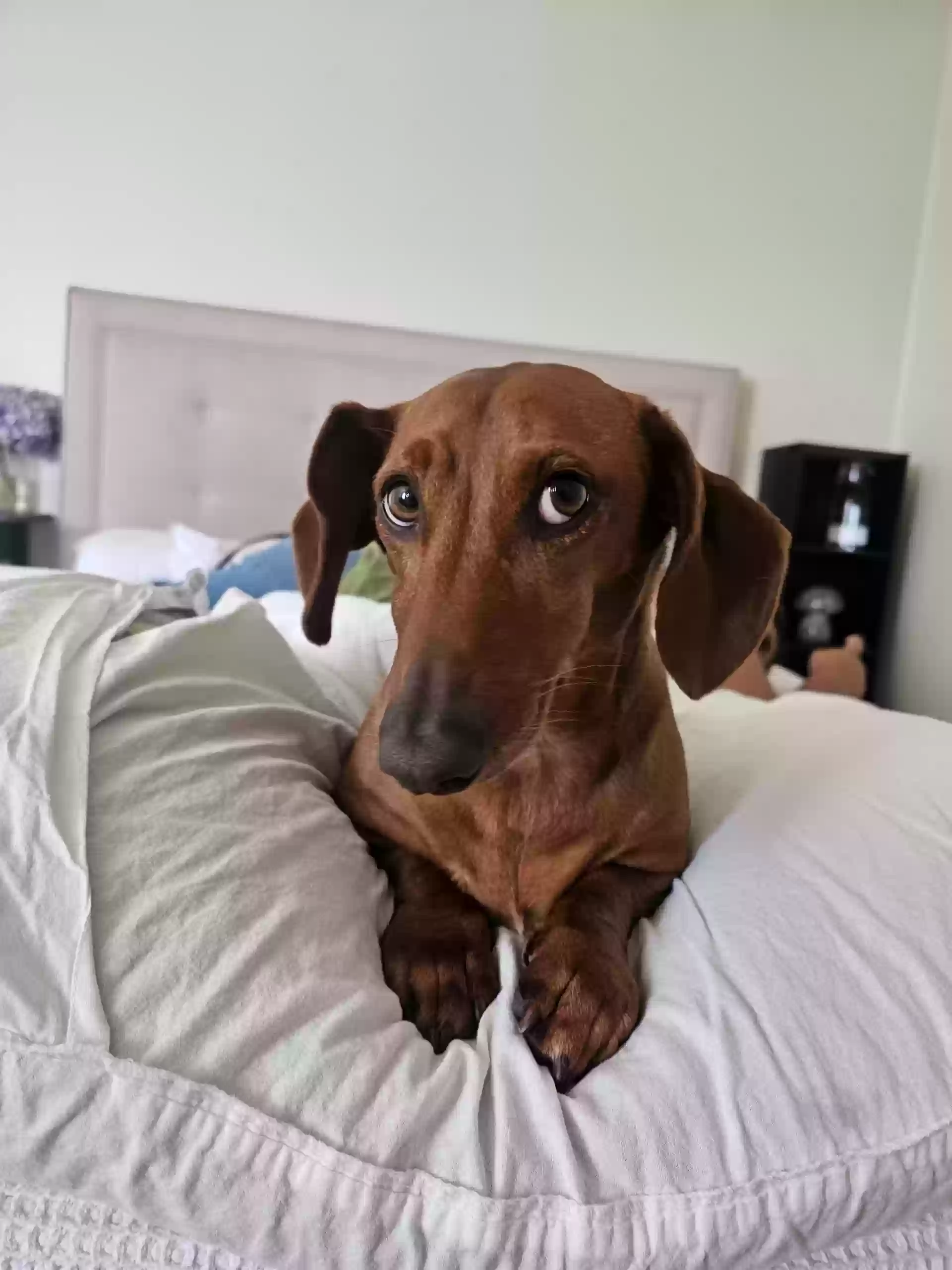 Lost dog in La Puente, CA, 91744