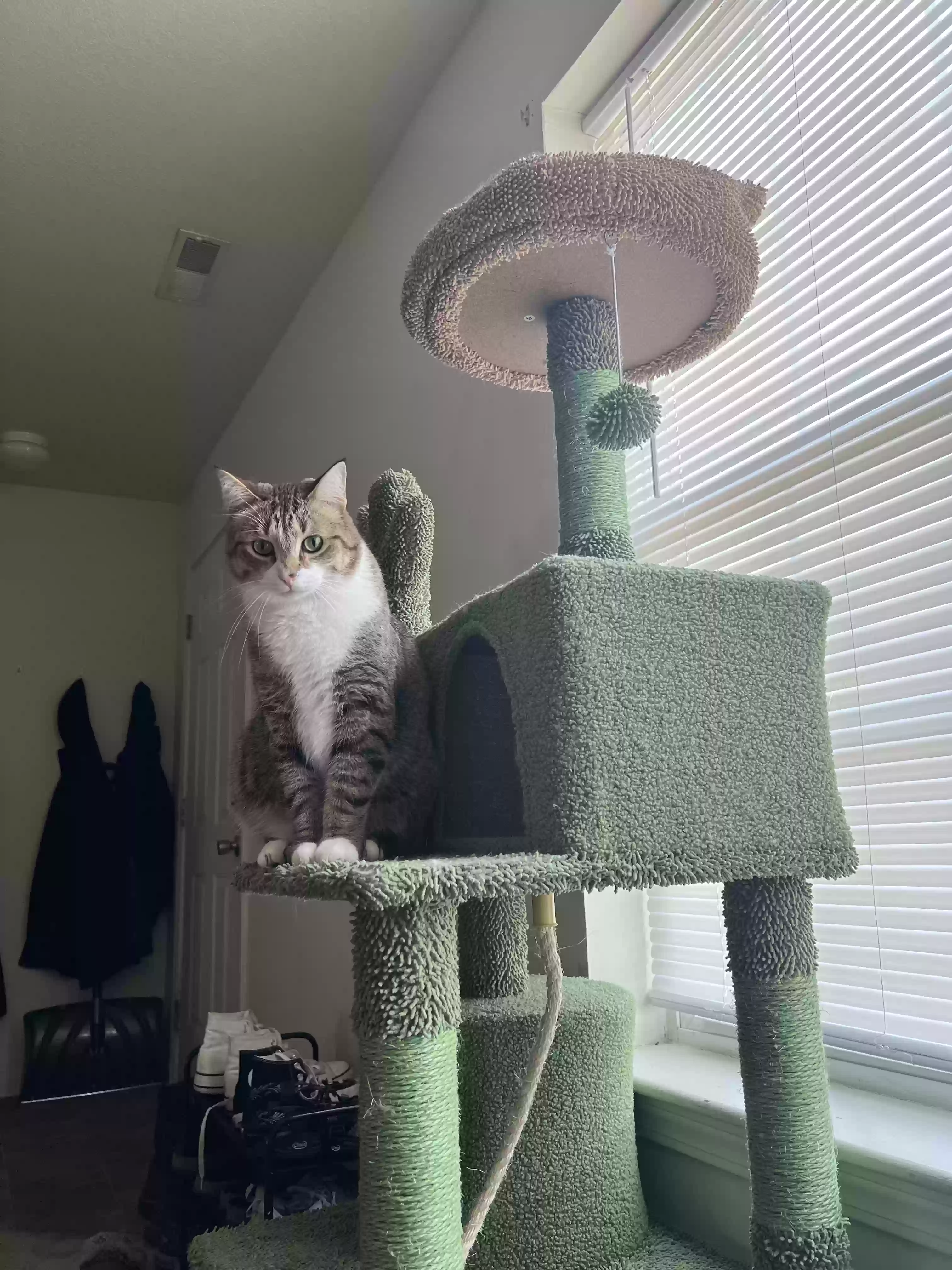 Lost cat in Allendale, MI, 49401