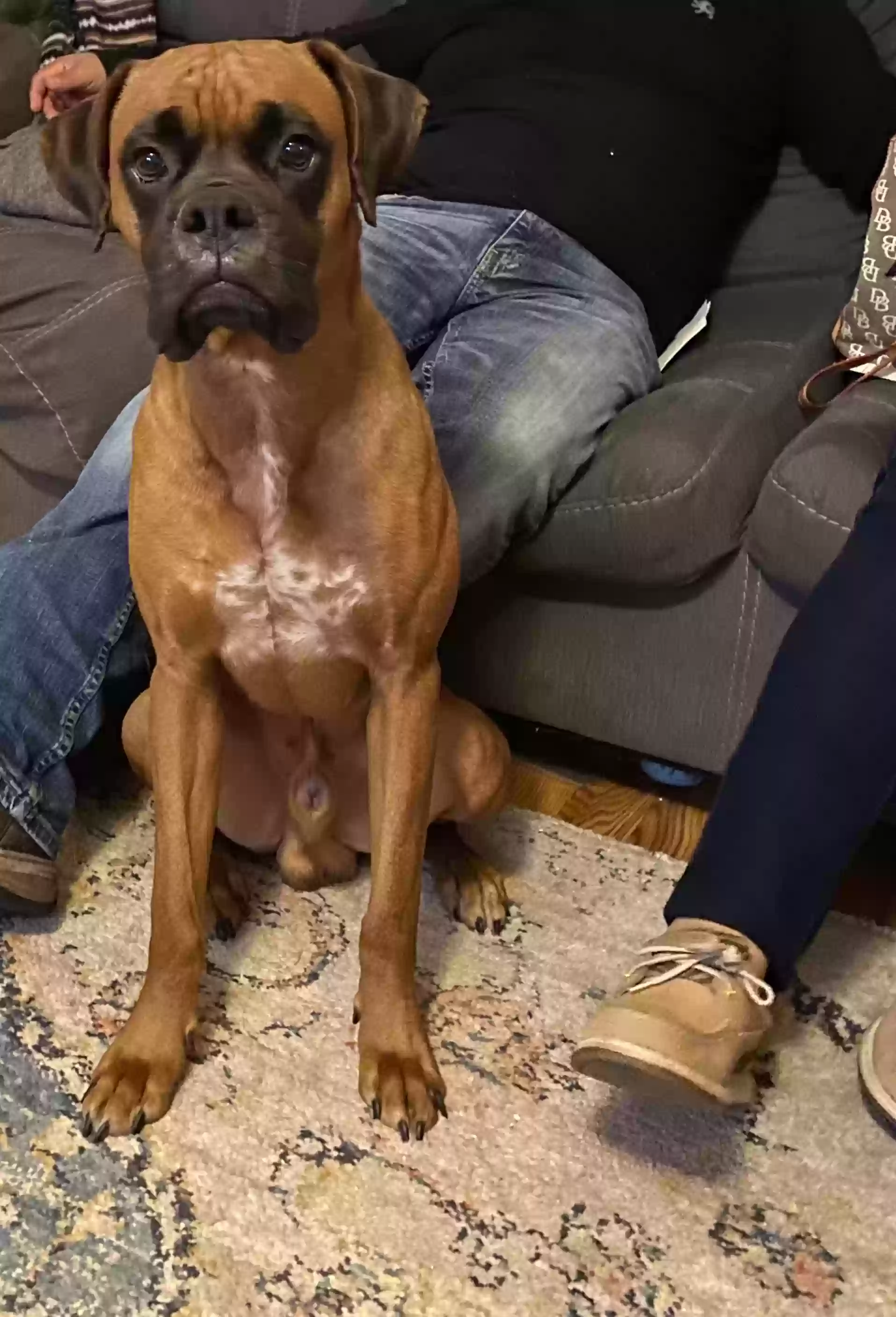 Lost dog in Fort Worth, TX, 76123