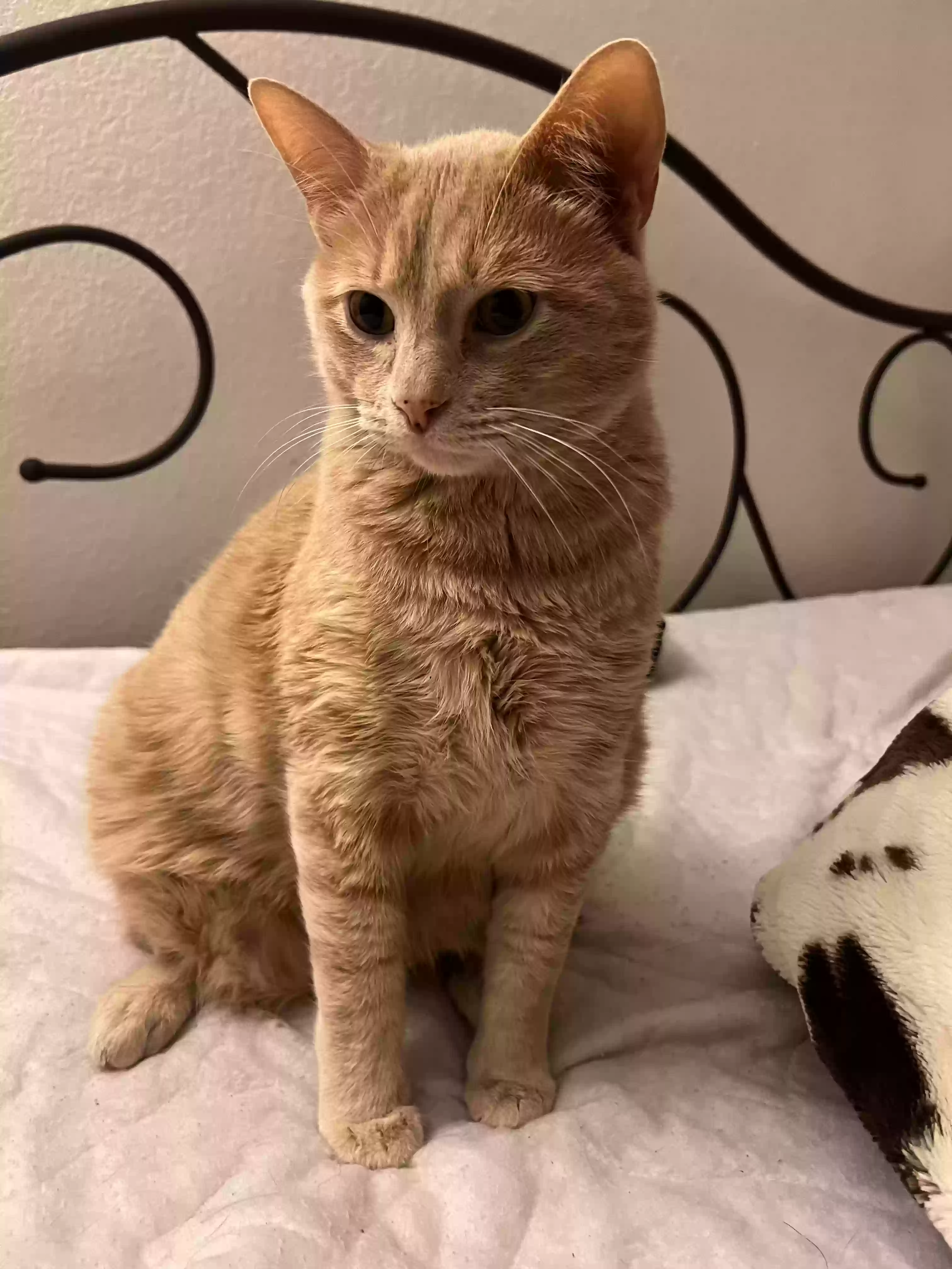 Lost cat in Thornton, CO, 80241