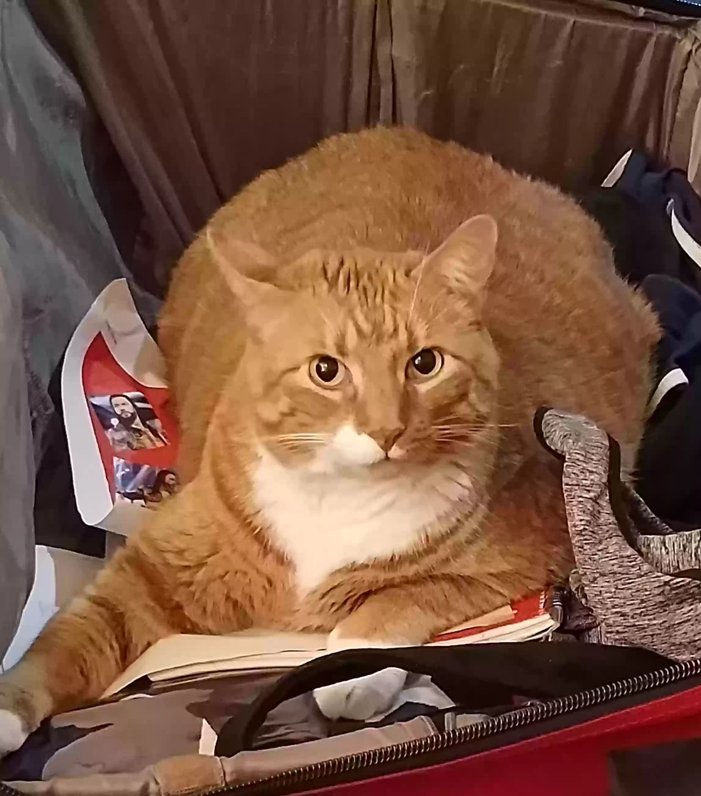 Lost cat in Kansas City, MO, 64111