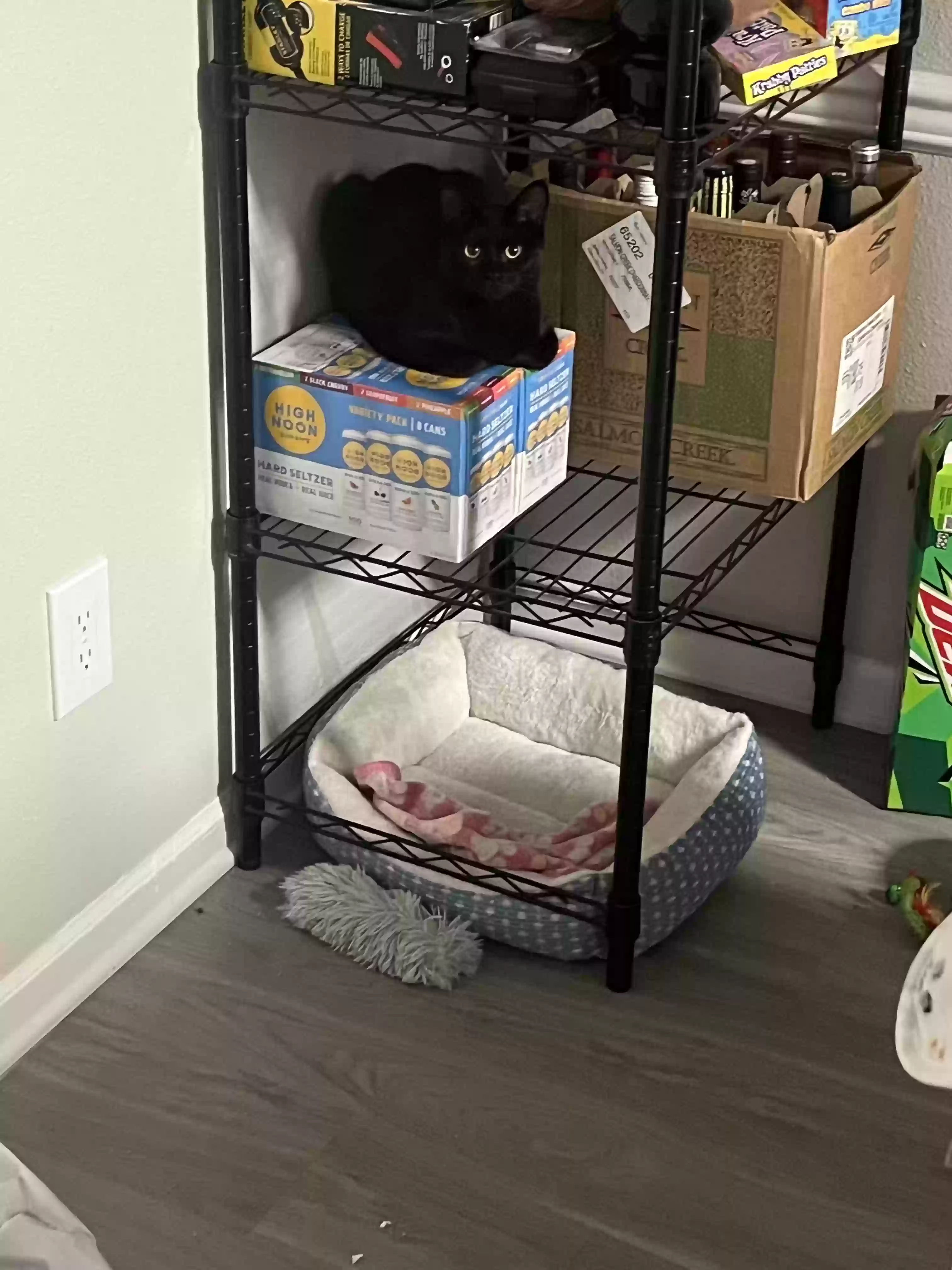 Lost cat in Durham, NC, 27707