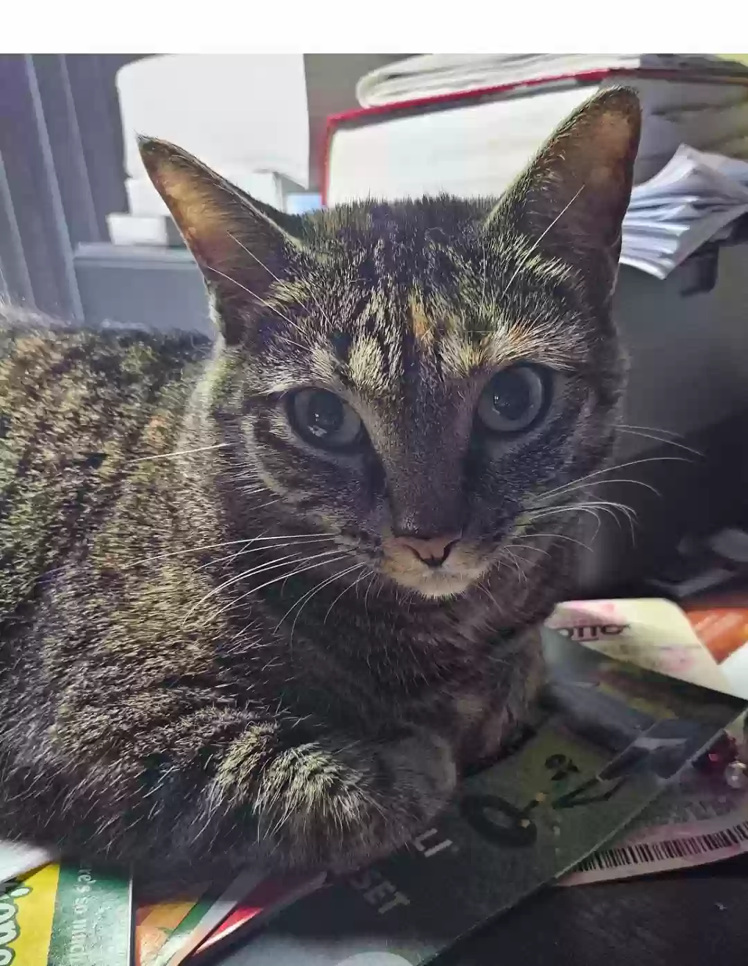 Lost cat in Lake Worth, FL, 33467