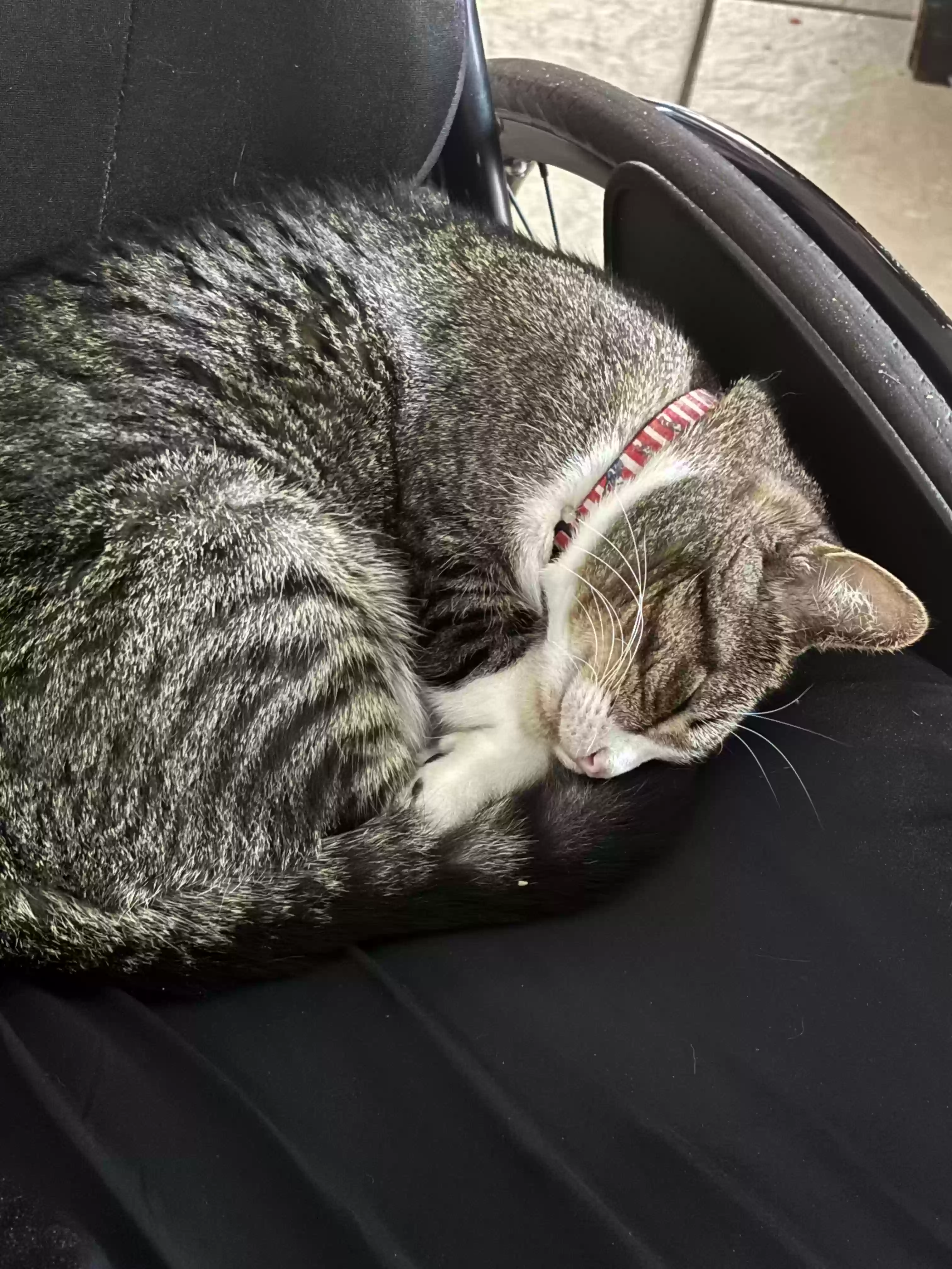 Lost cat in Kissimmee, FL, 34744
