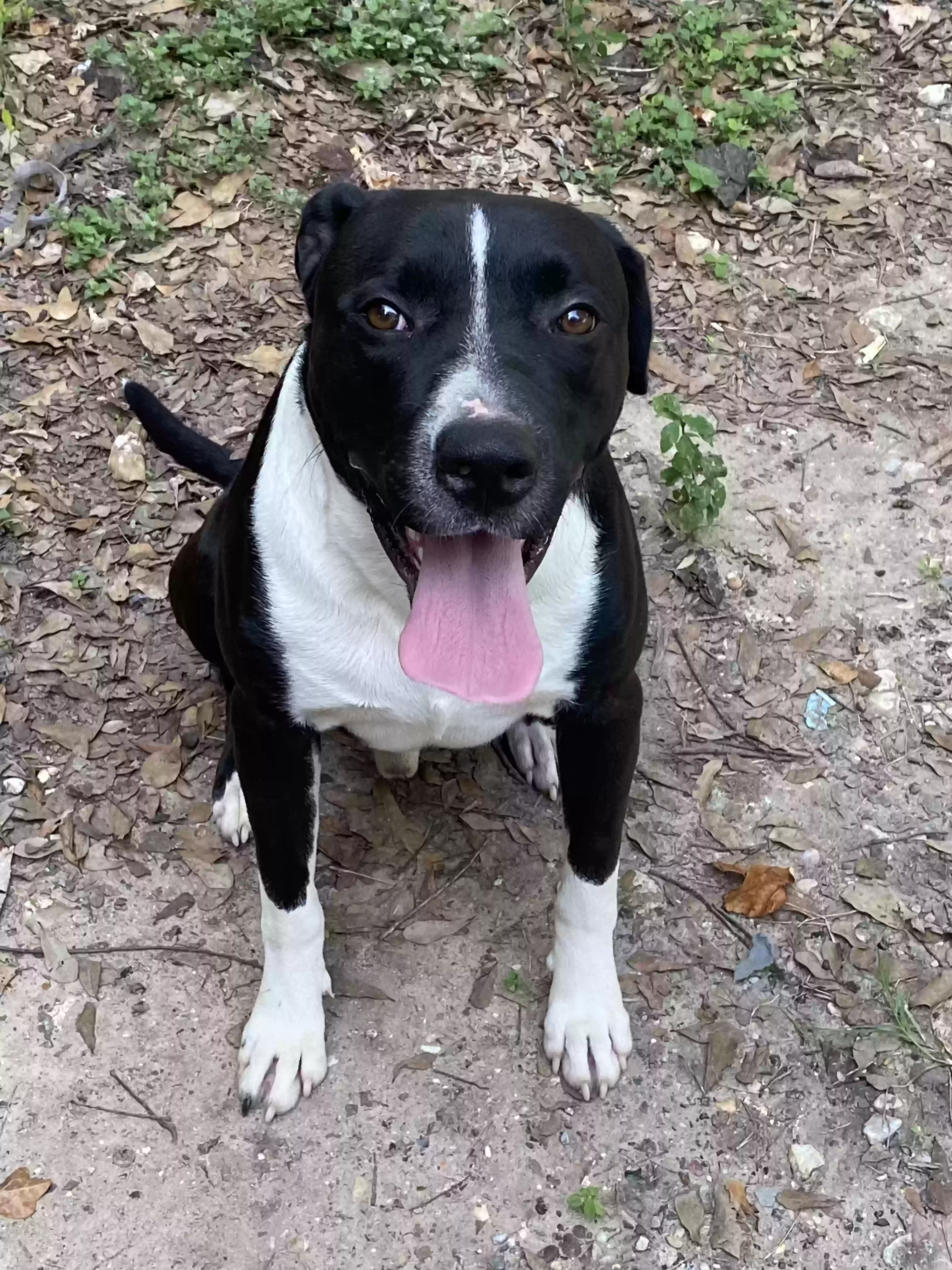 Lost dog in Tomball, TX, 77377