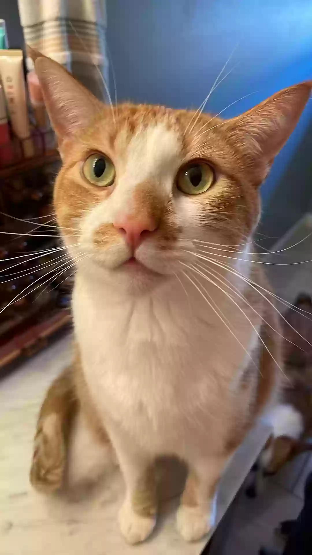 Lost cat in Waukesha, WI, 53186