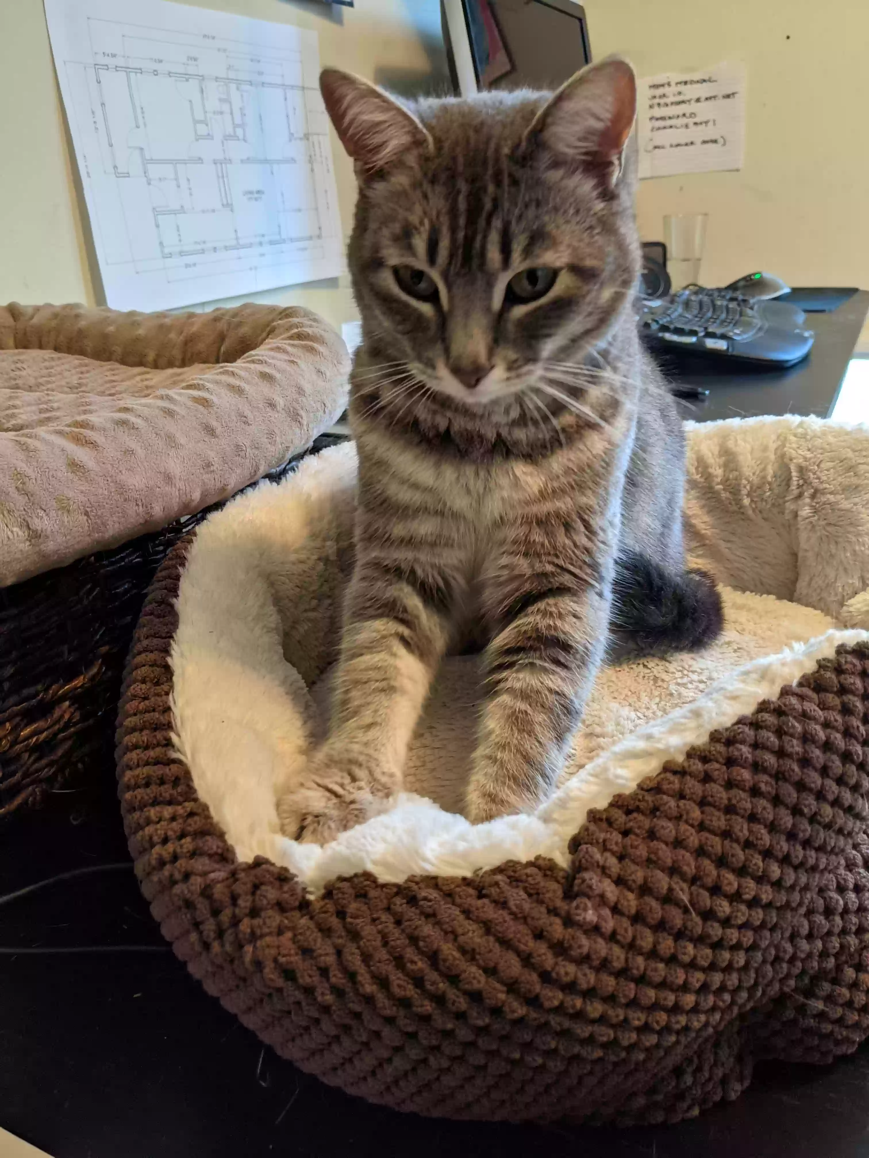 Lost cat in Walnut Creek, CA, 94595