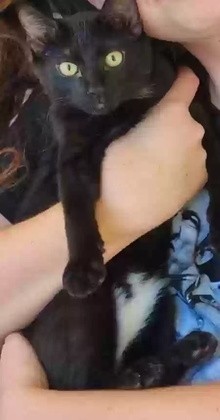 Lost cat in Cuba, IL, 61427
