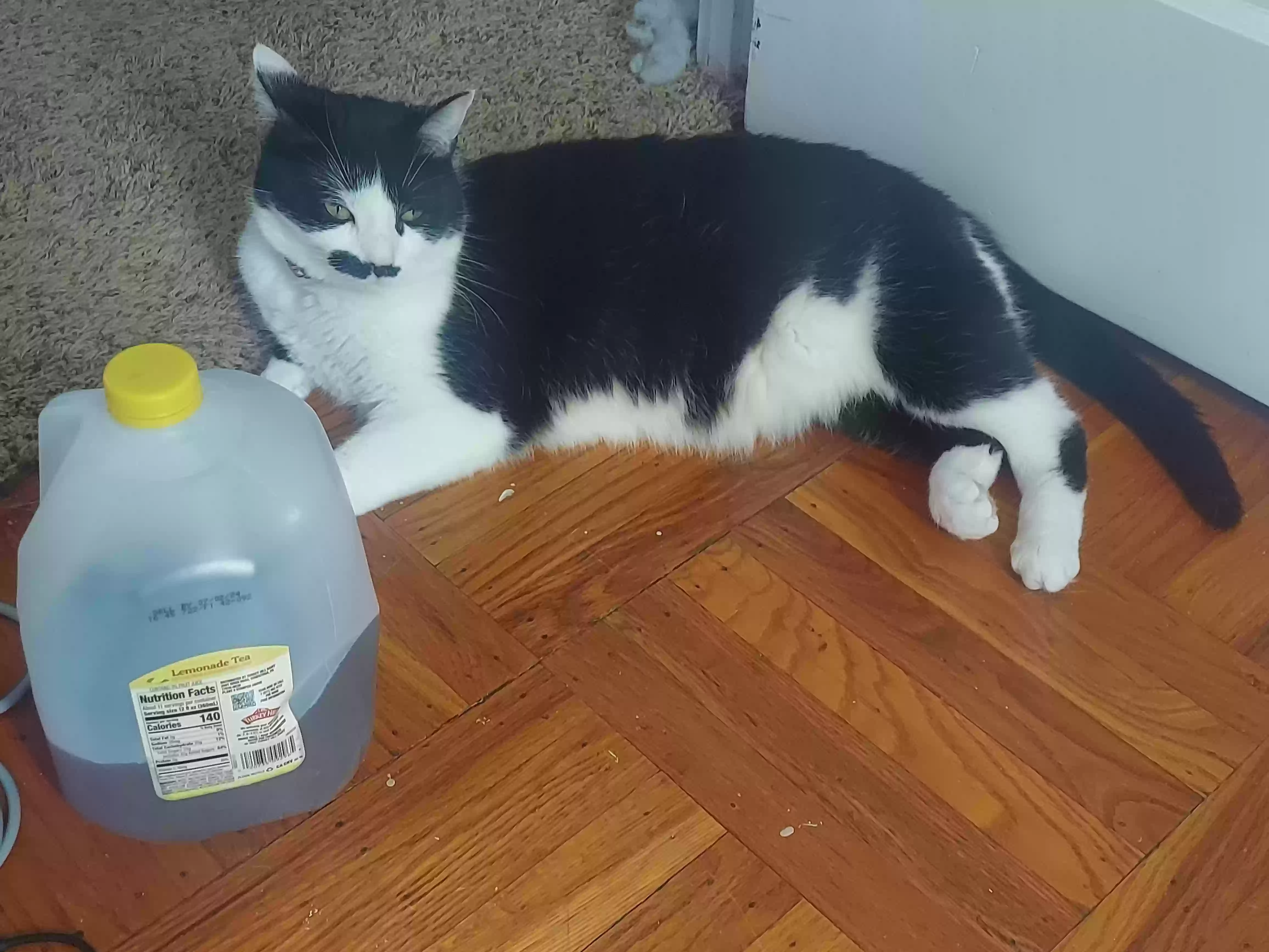 Lost cat in Pottstown, PA, 19464