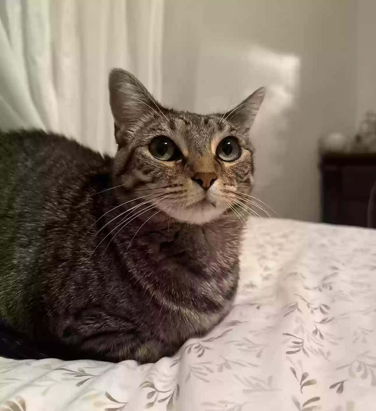 Lost cat in Memphis, TN, 38122