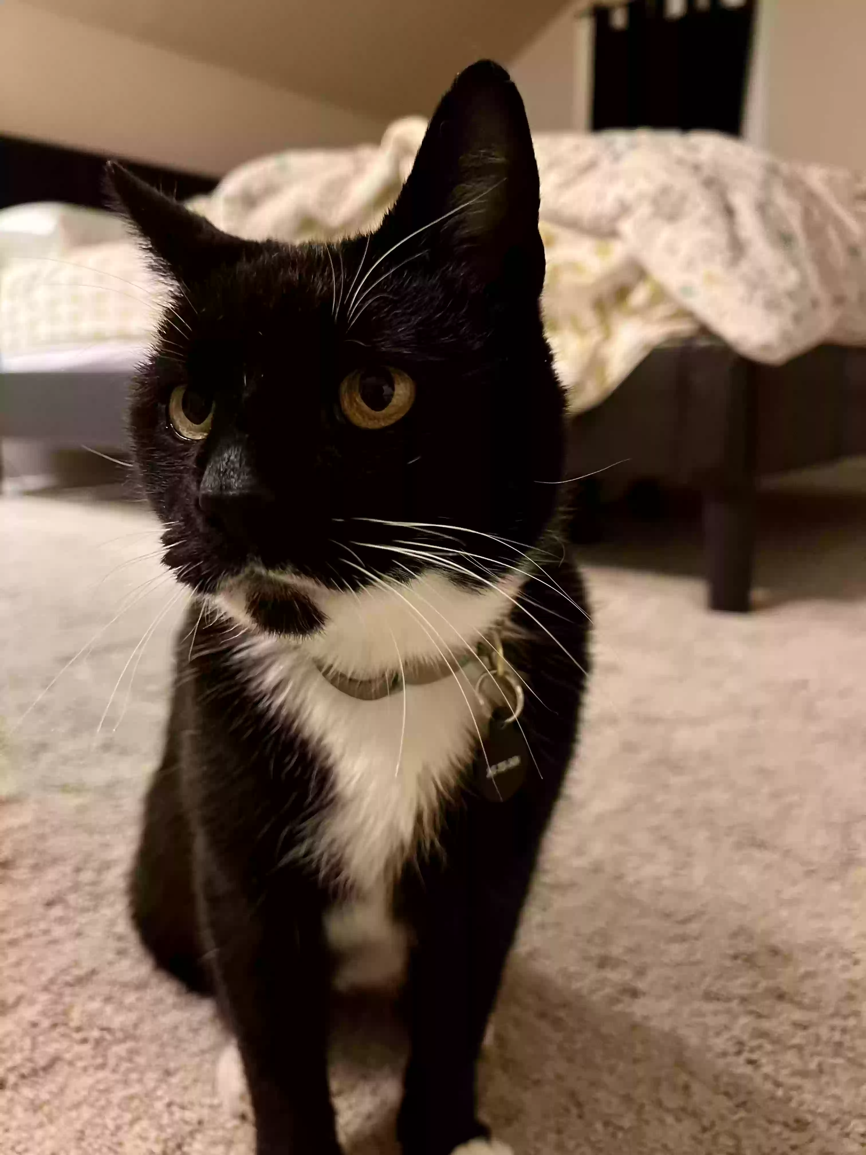 Lost cat in Ferndale, MI, 48220