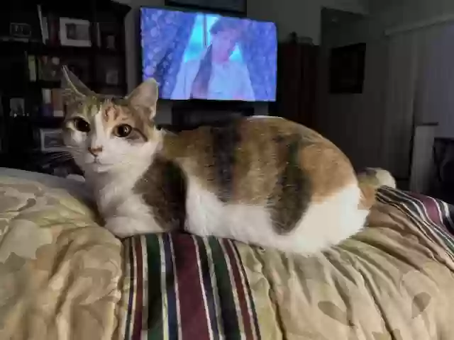 Lost cat in San Antonio, TX, 78240